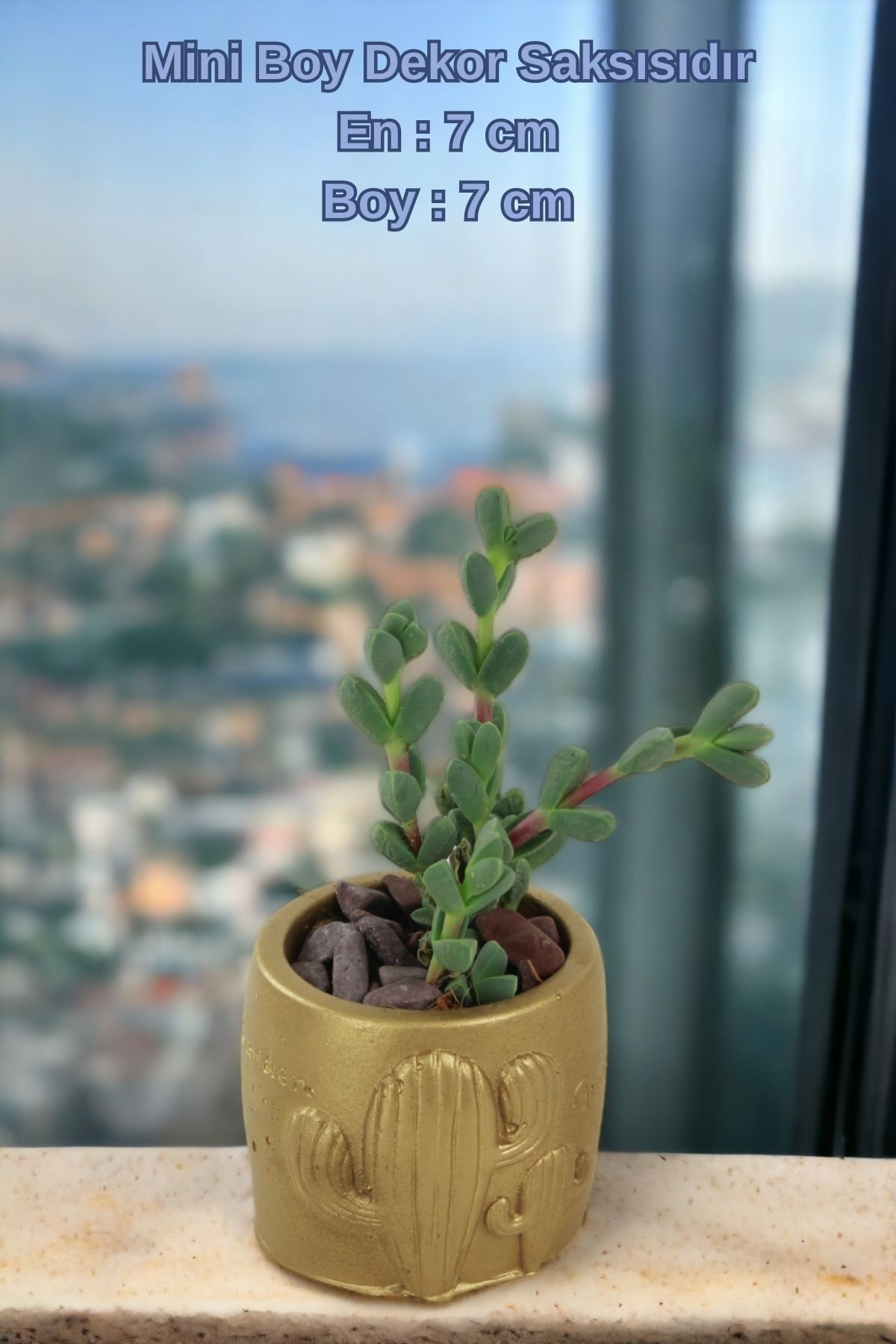 Altın thumbnail image