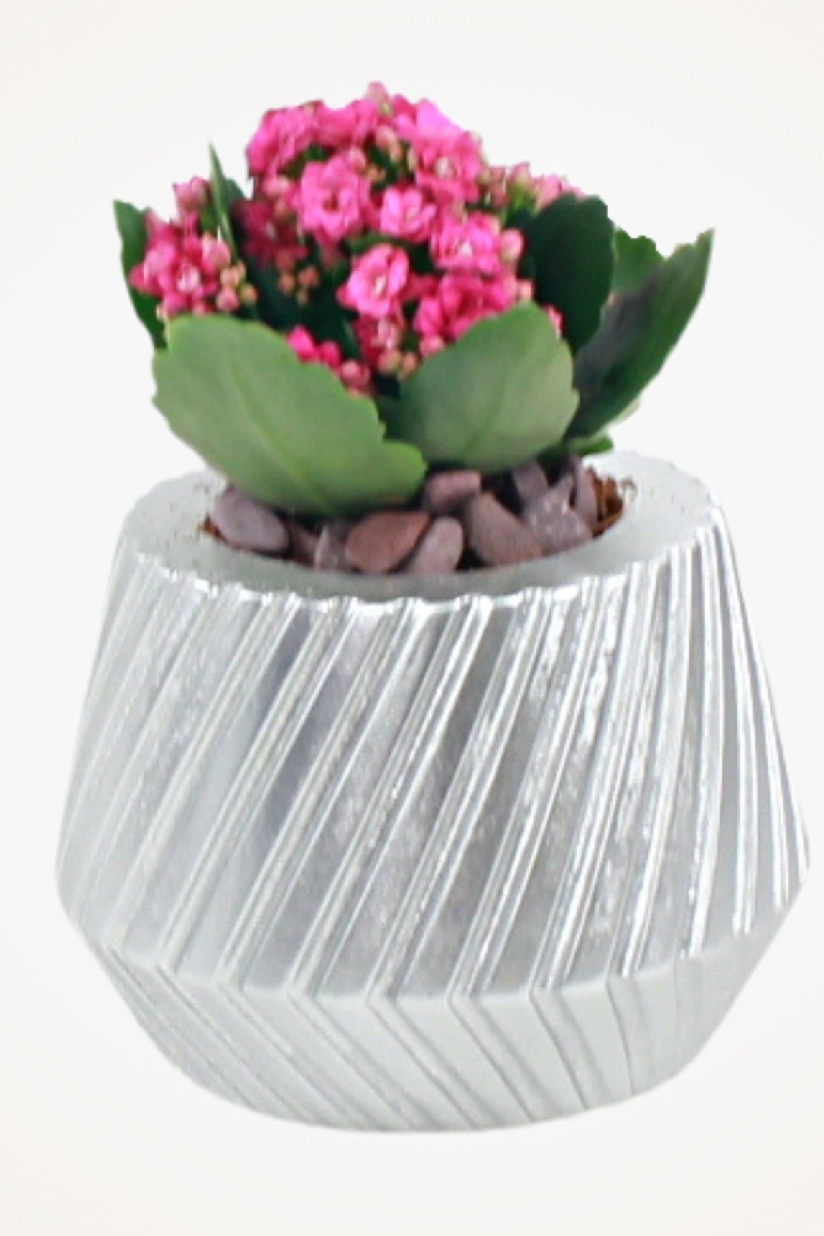 Gümüş thumbnail image