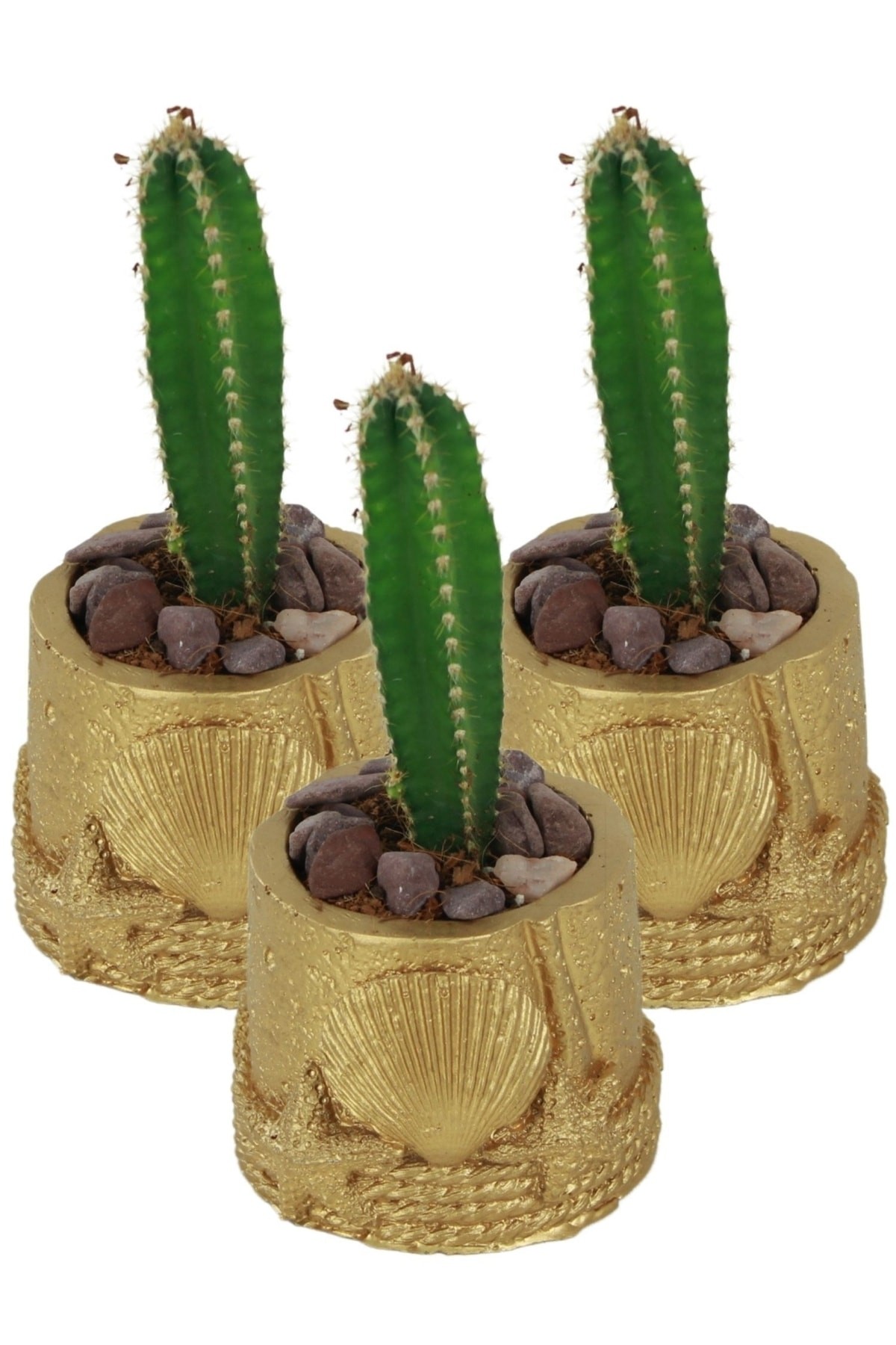 Altın thumbnail image