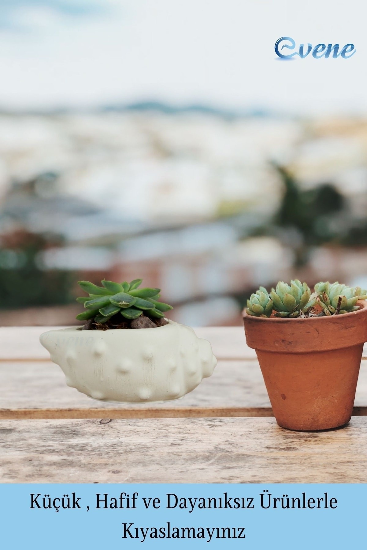 Mini Çiçek Saksı Küçük Sukulent Beyaz Kaktüs Saksısı 3'lü Set Deniz Kabuğu Model