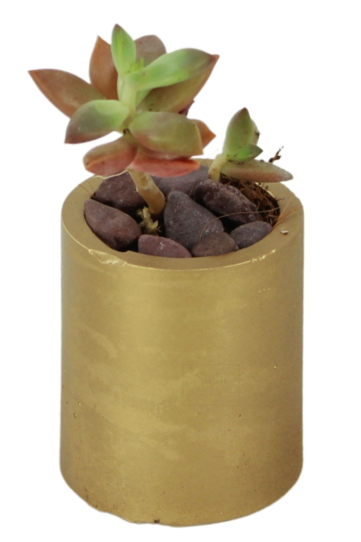 Altın thumbnail image