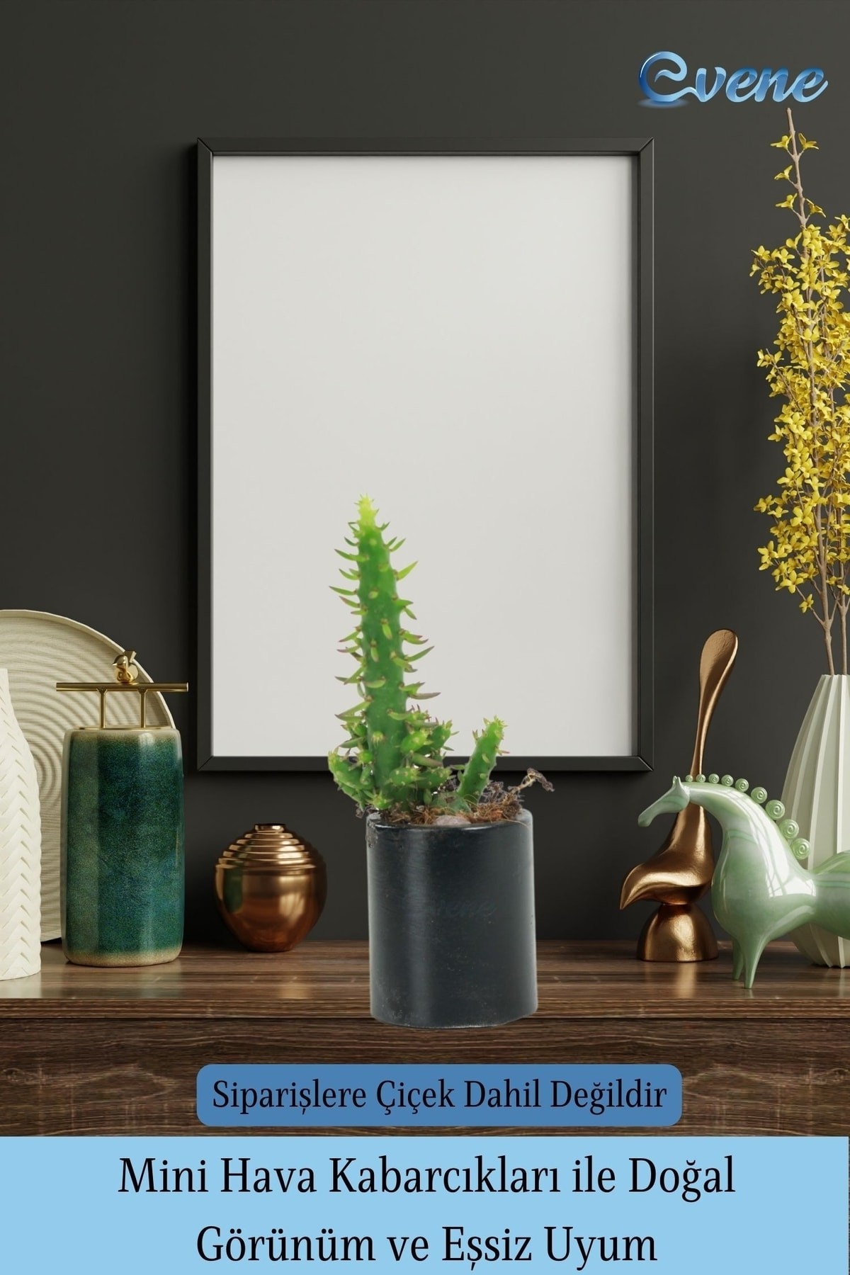 Mini Çiçek Saksı Küçük Sukulent Siyah Kaktüs Saksısı Düz Yuvarlak Model
