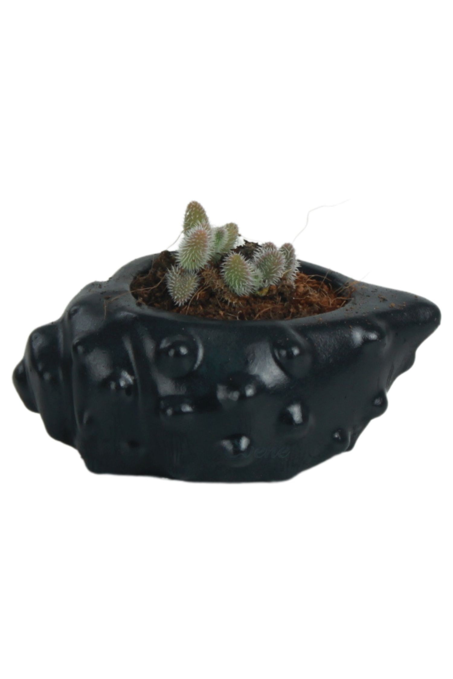 Mini Çiçek Saksısı Küçük Sukulent Siyah Kaktüs Saksı Deniz Kabuğu Model