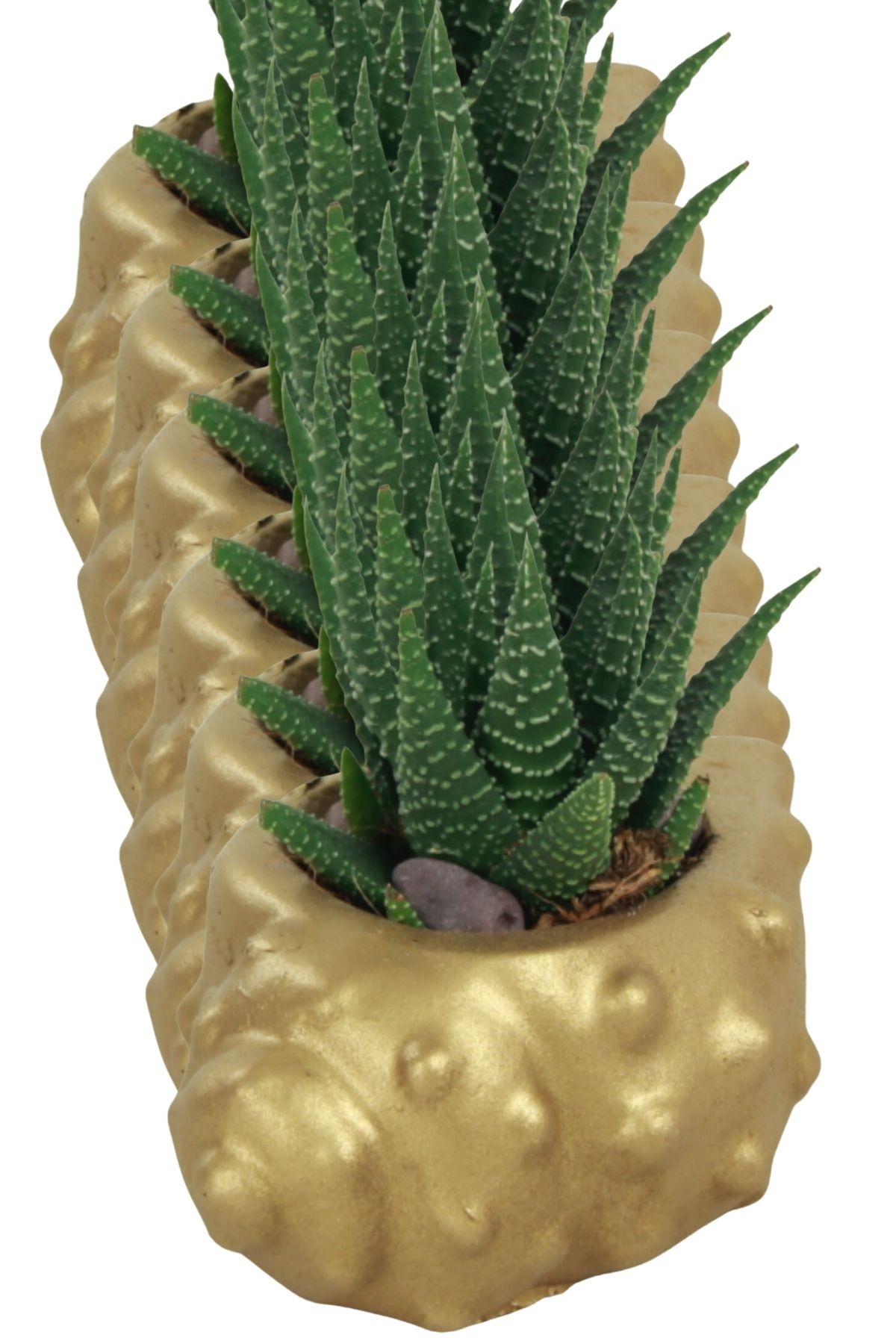 Altın thumbnail image