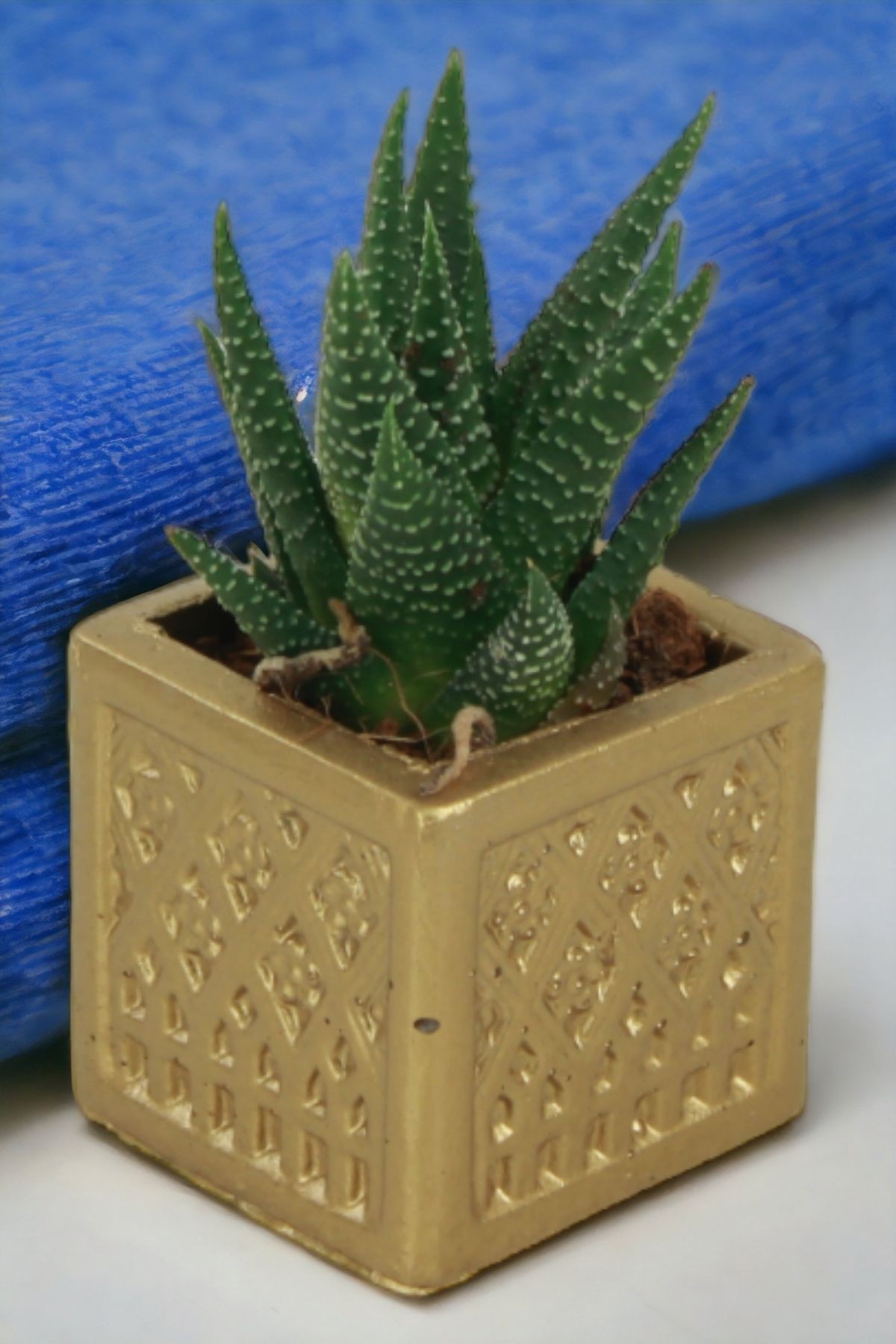 Altın thumbnail image