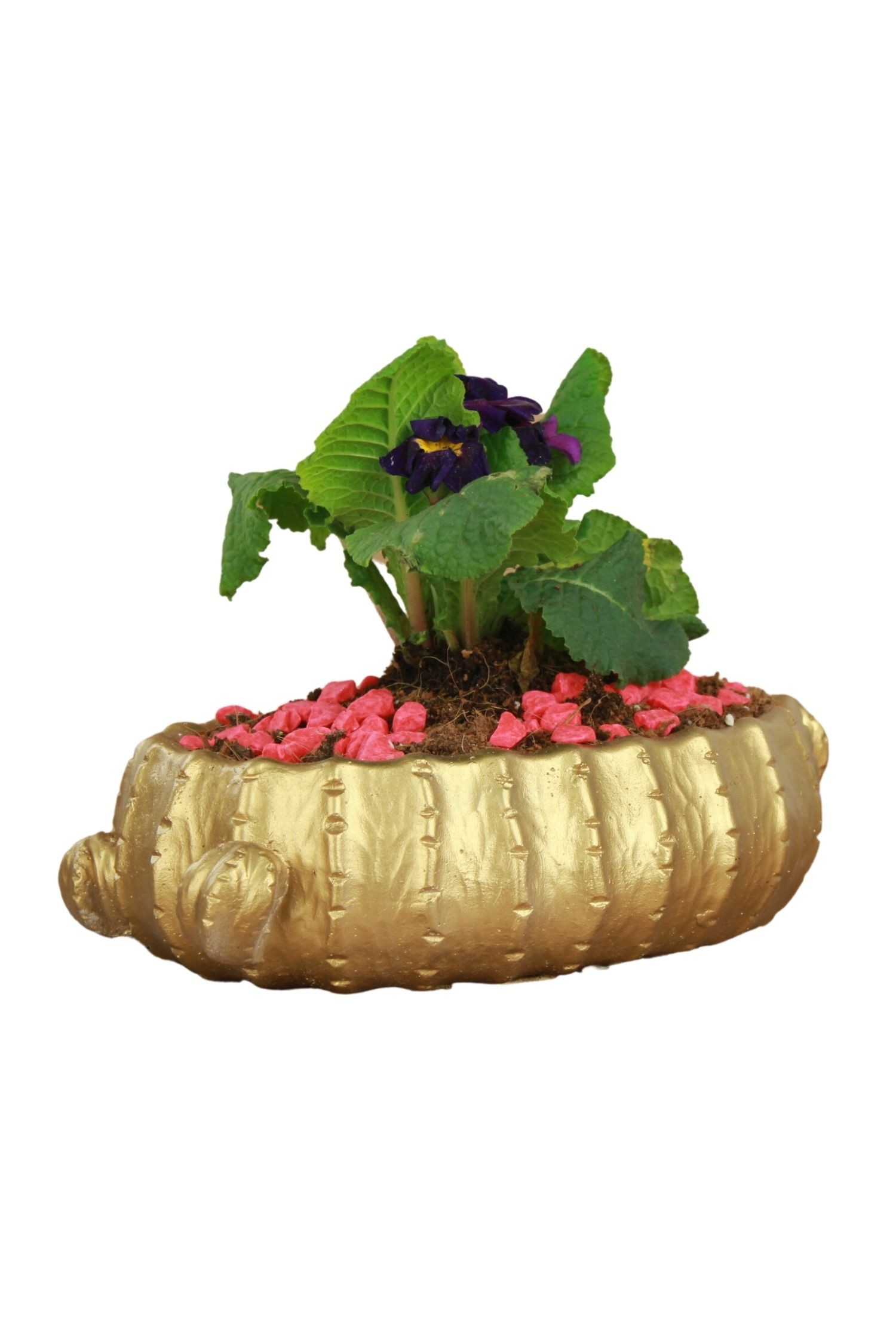 Altın thumbnail image