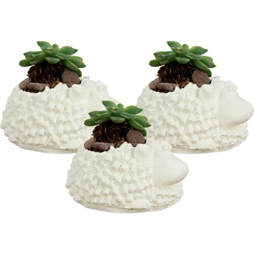 Stein Kohle Dekoratif Saksı Minik Kaktüs Saksısı Koyun Model