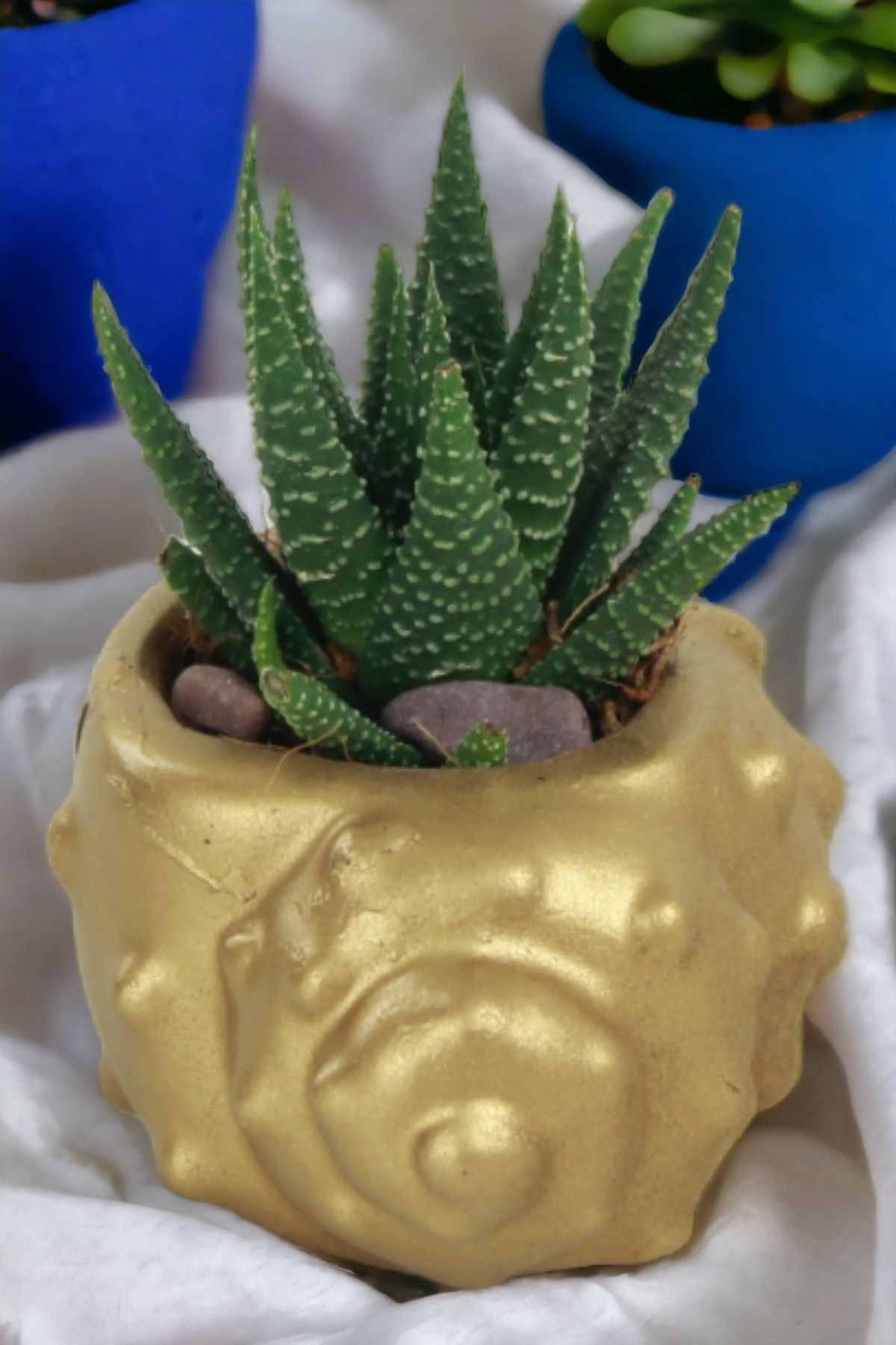 Altın thumbnail image