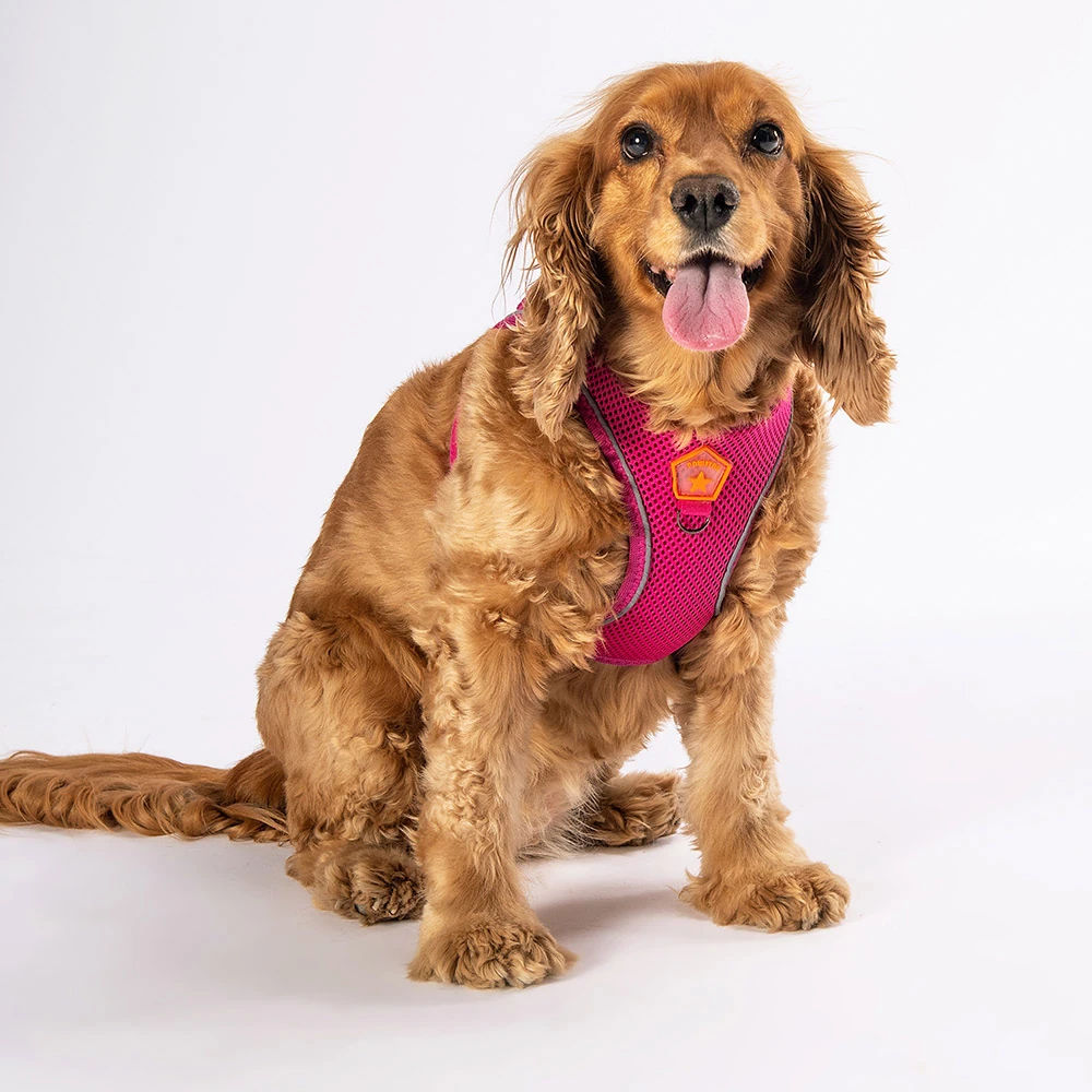 Pawstar Köpek Göğüs Tasması Air Mesh