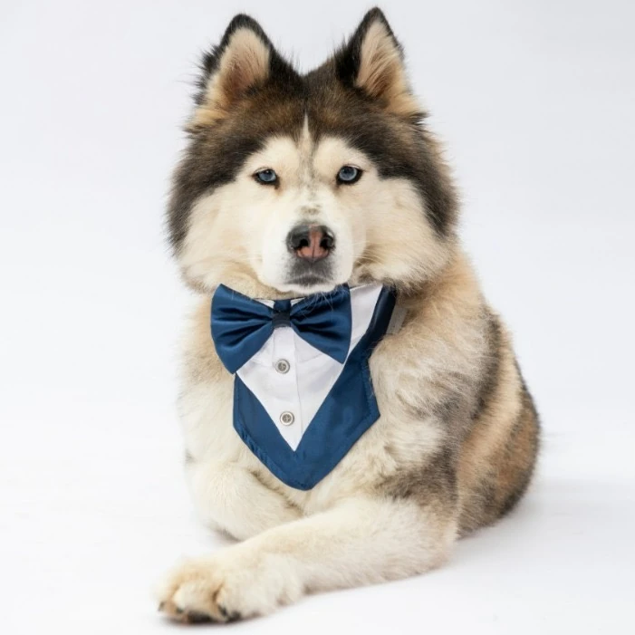 Lacivert Köpek Fuları