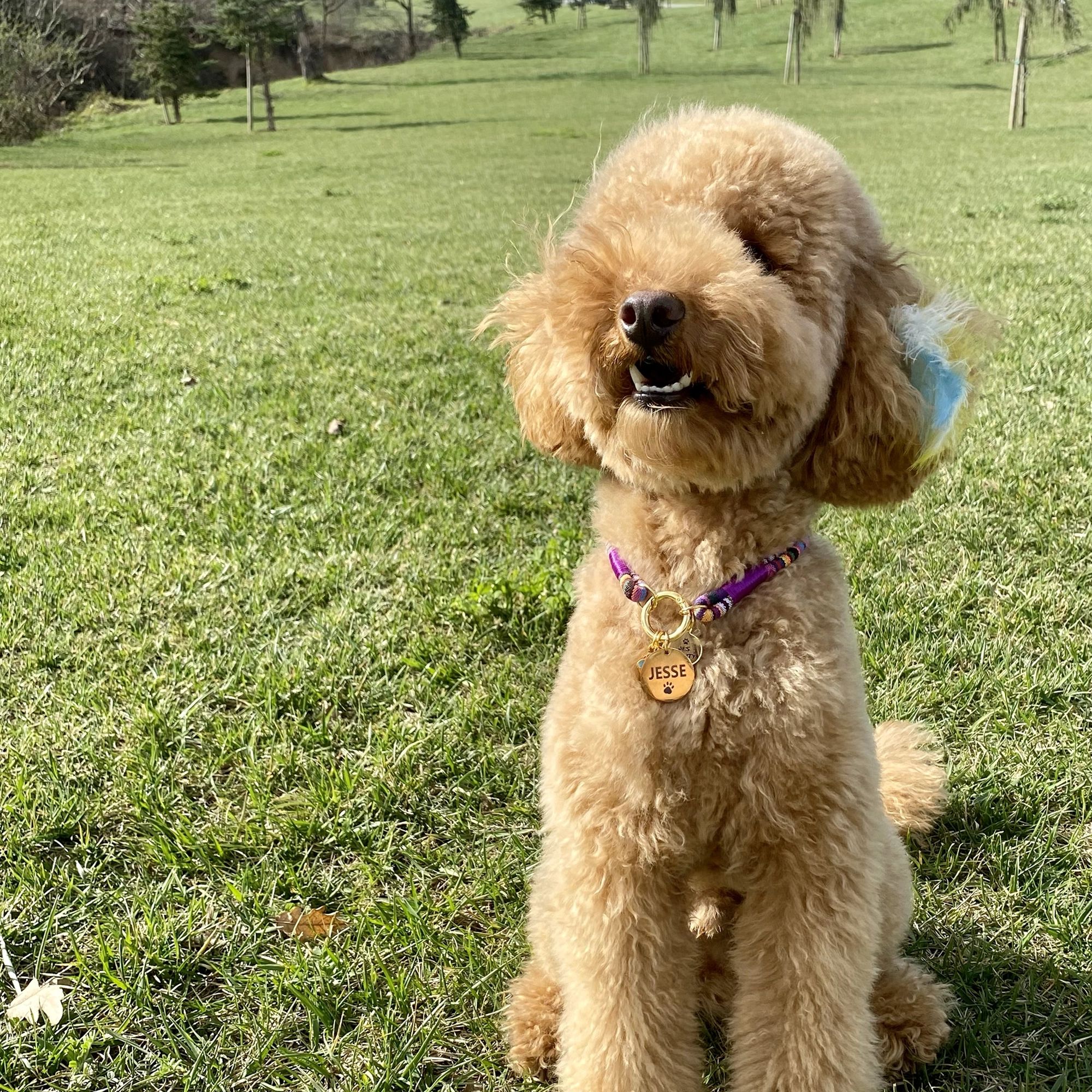 Rengarenk İp Kedi Köpek Kolyesi