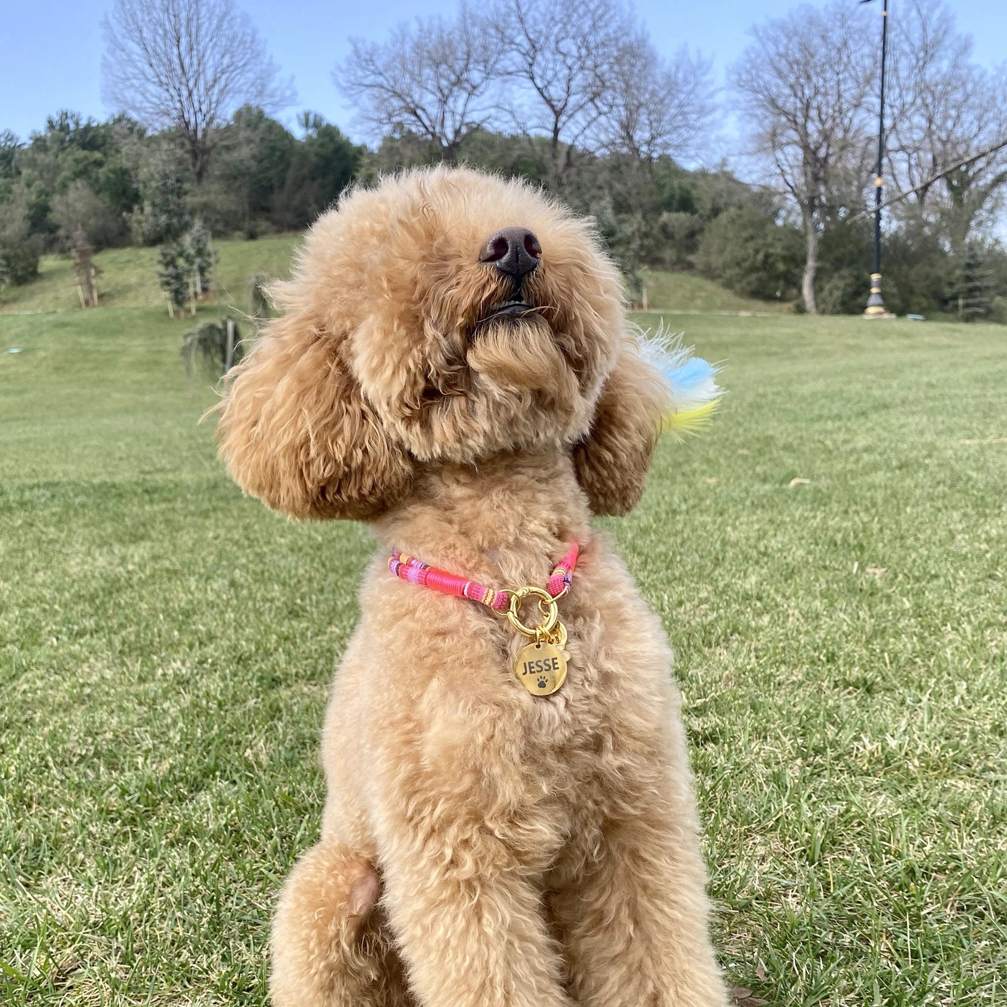 İsimli Çelik Kedi Köpek Künyesi