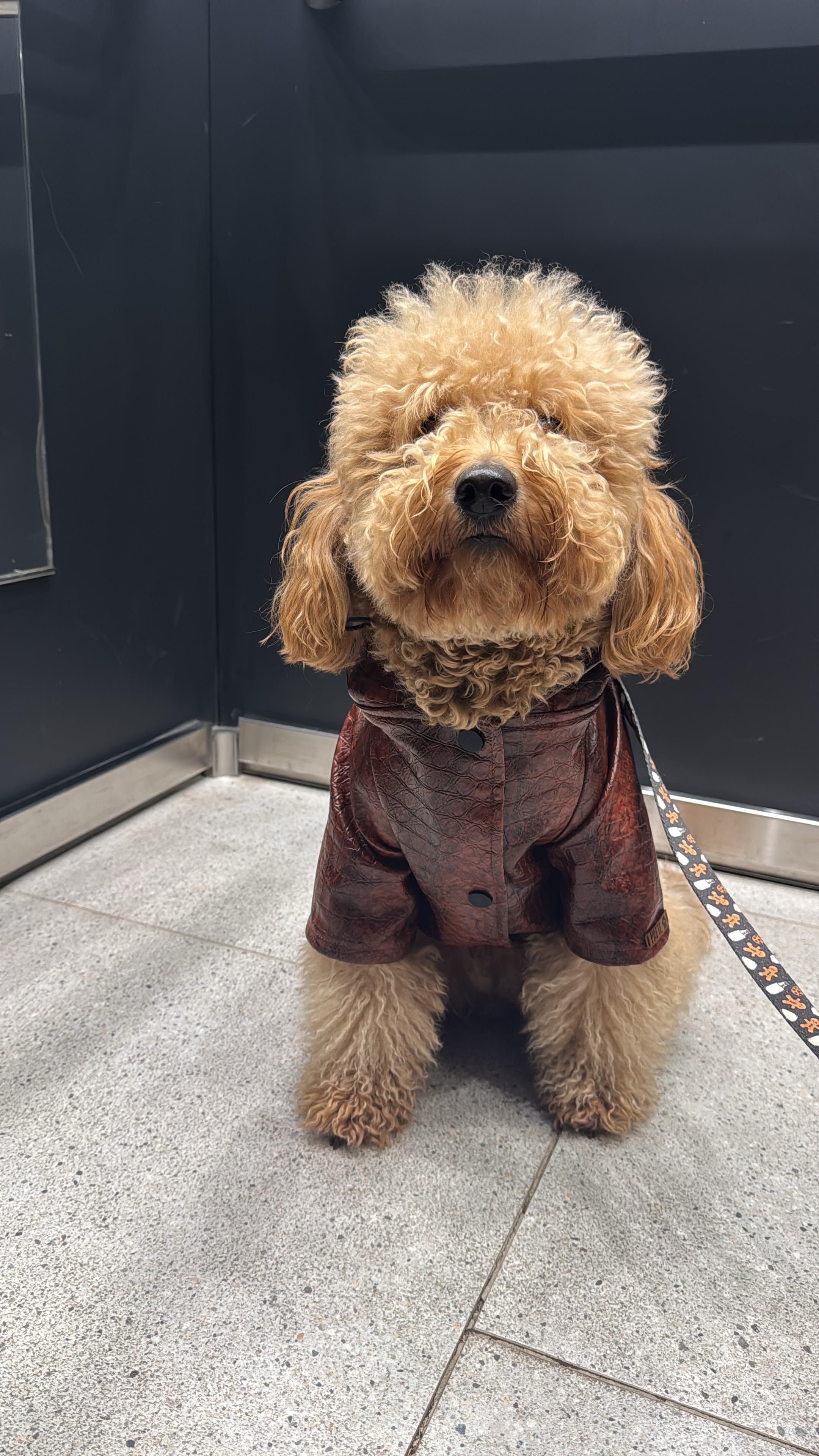 Köpek Ceketi