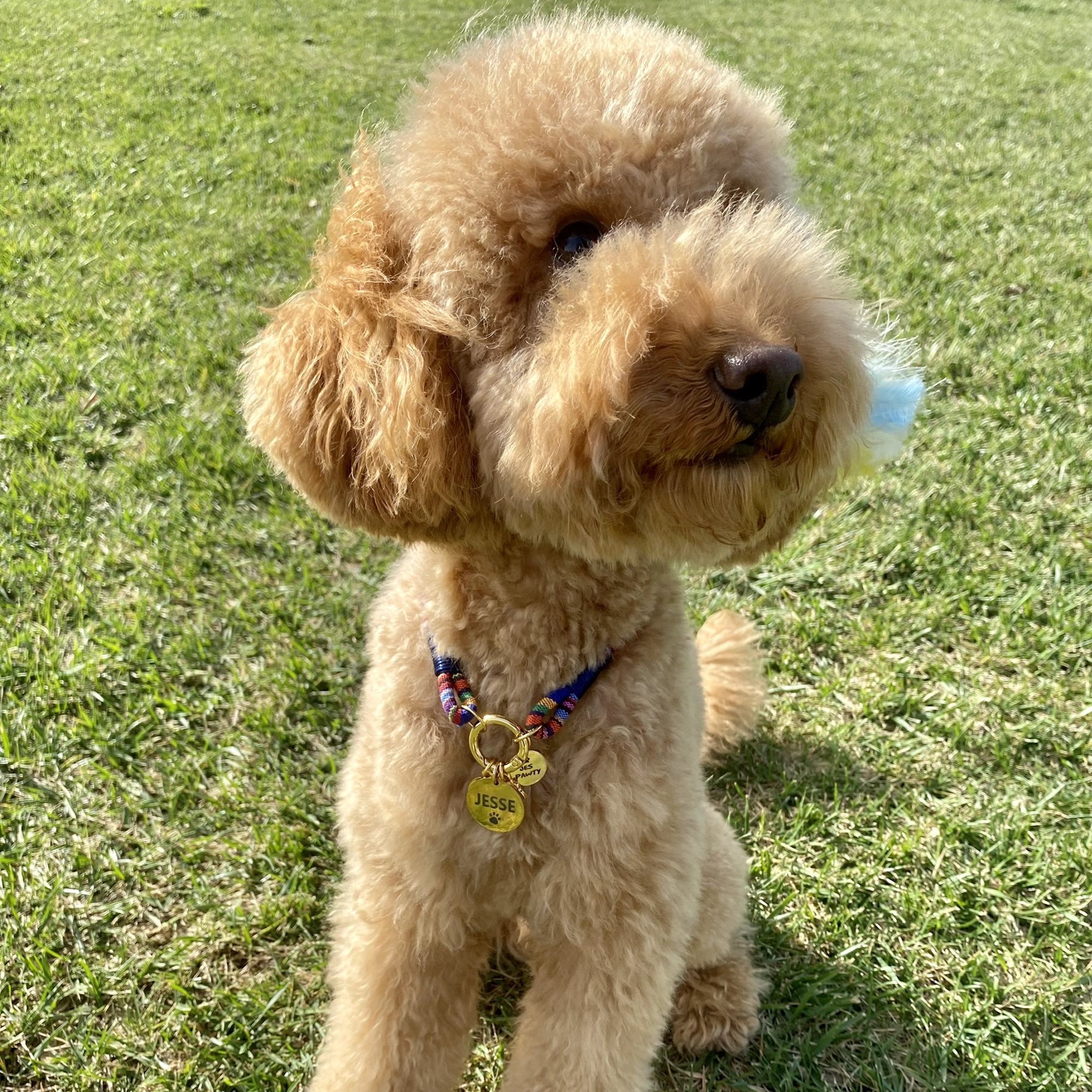 İsimli Çelik Kedi Köpek Künyesi