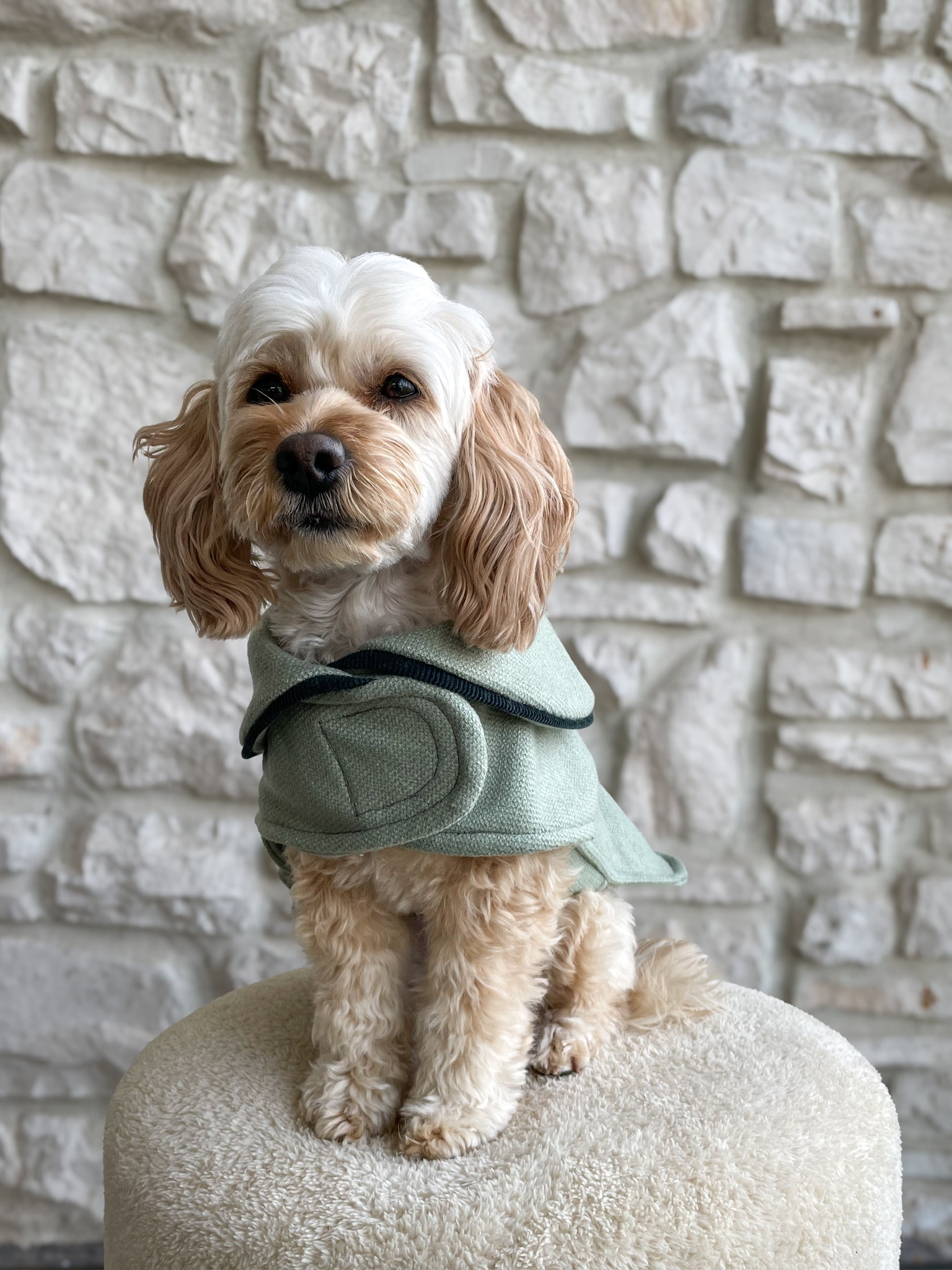 Köpek Kabanı