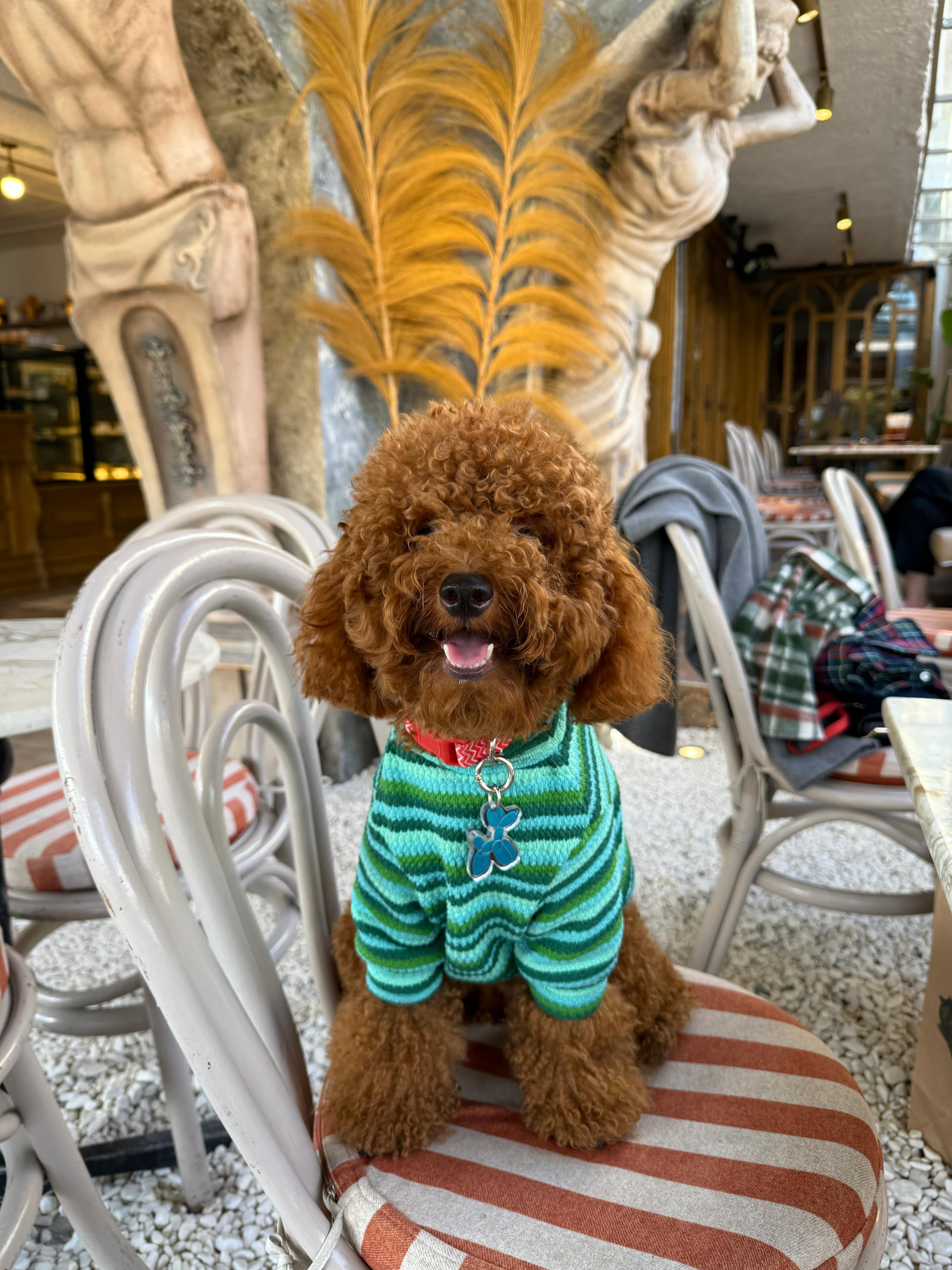Köpek Tişörtü