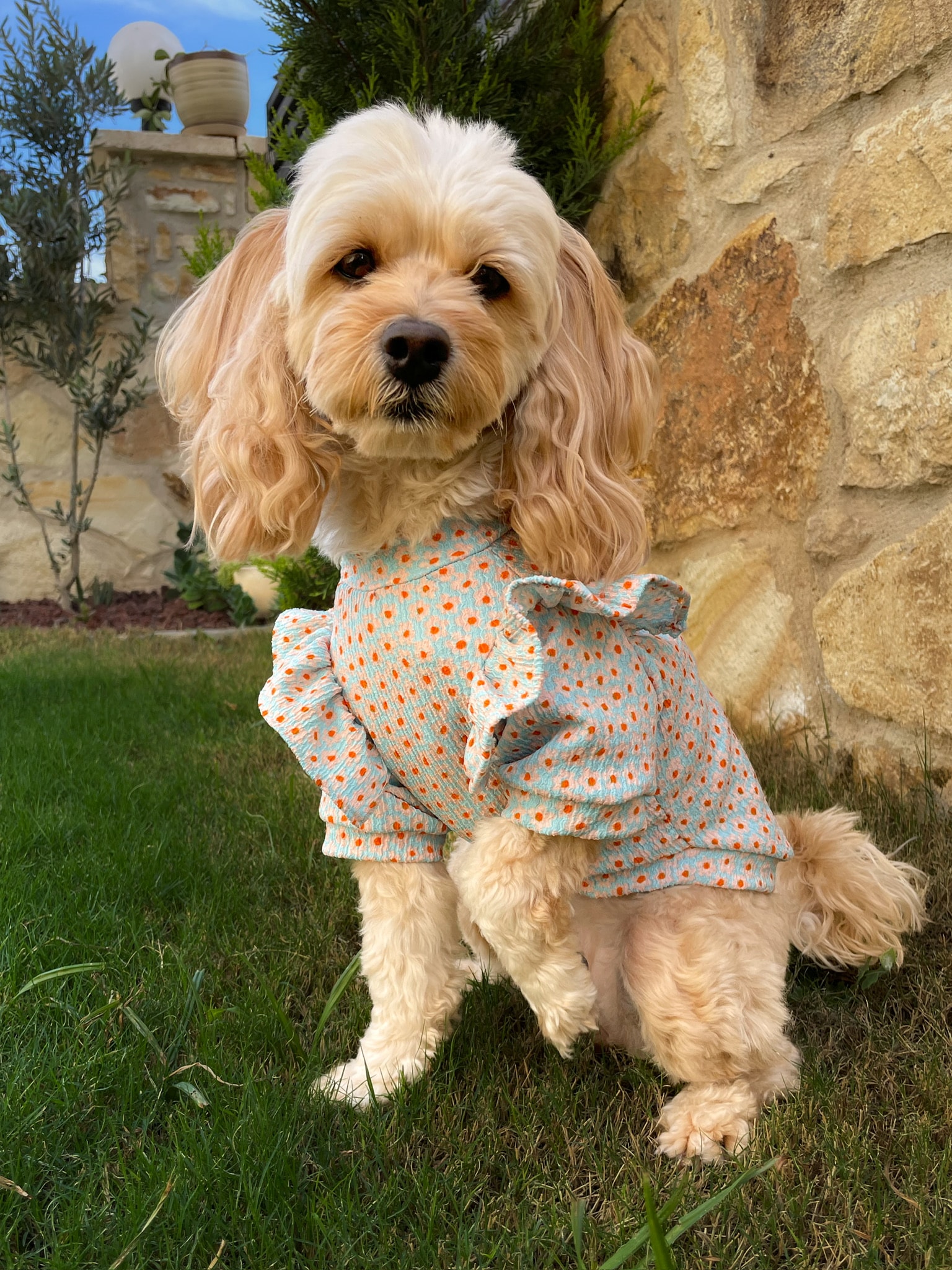 Fırfırlı Köpek Sweatshirt - Çiçek