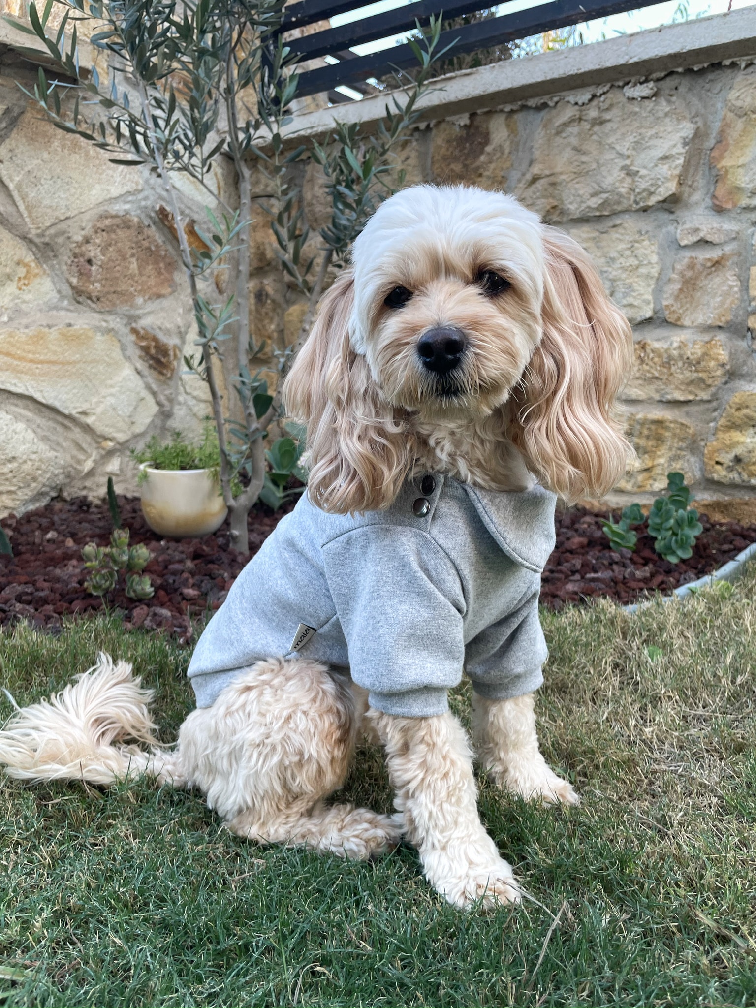 Köpek Sweatshirt - Gri