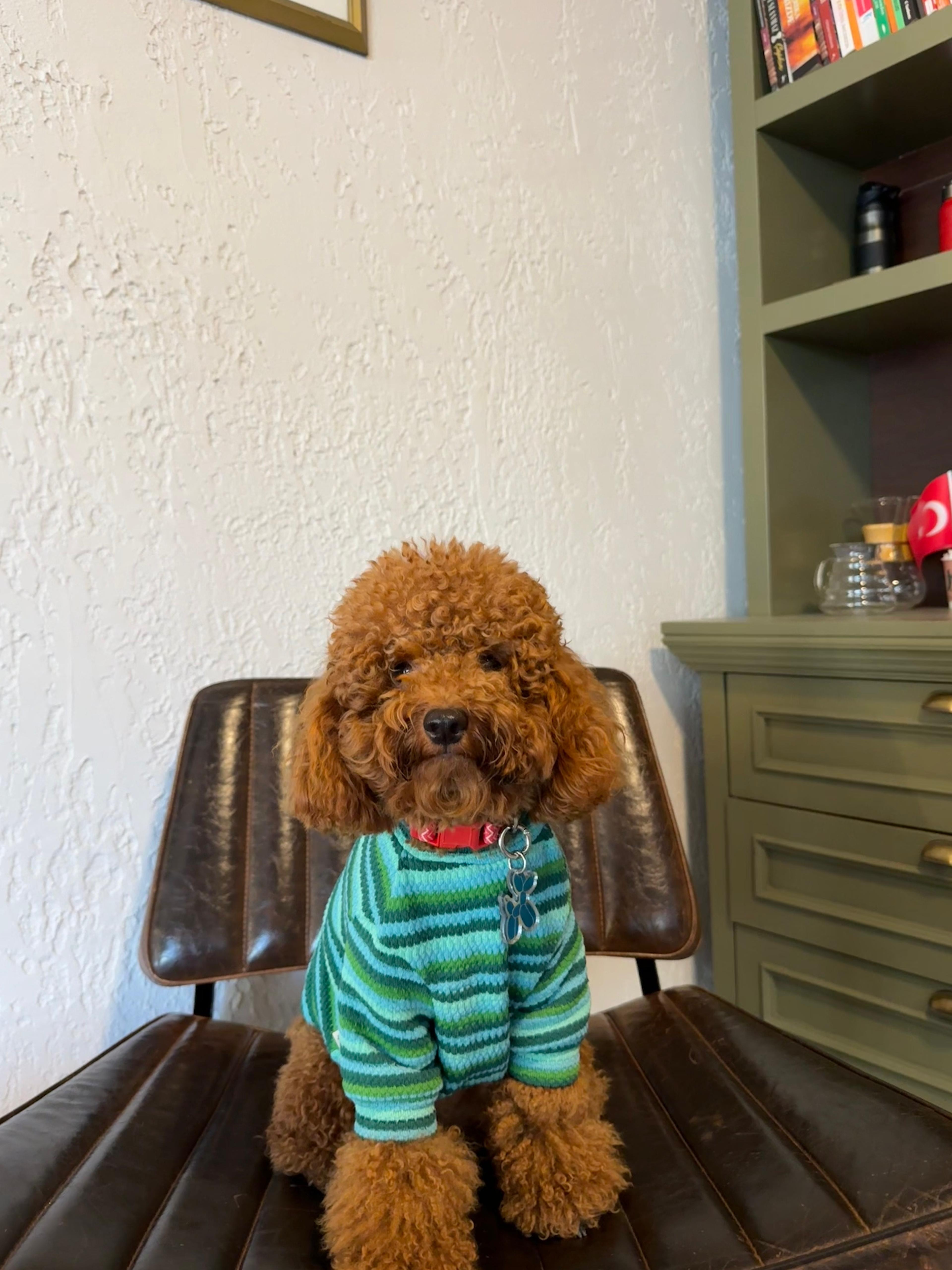Köpek Tişörtü