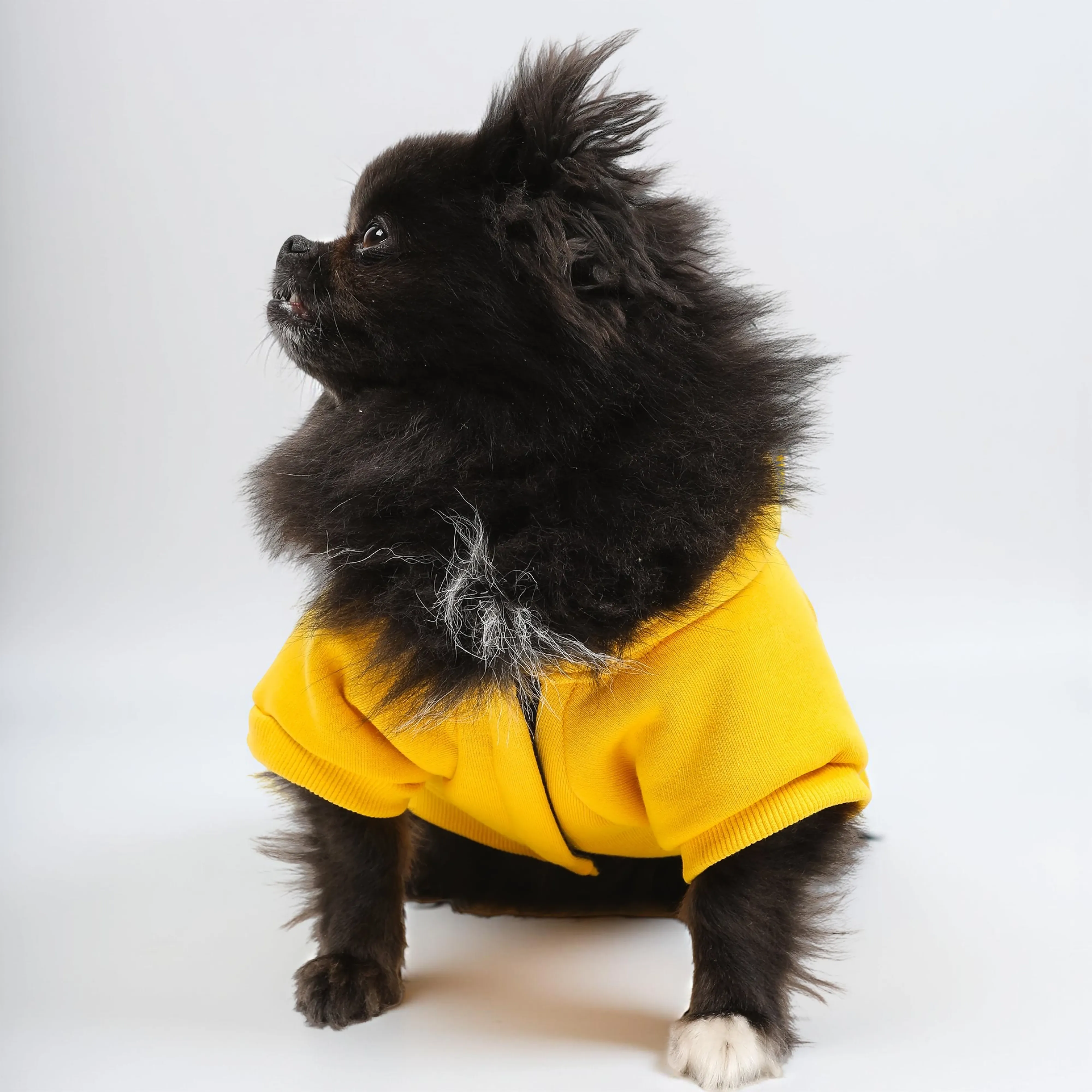 Köpek Hoodie