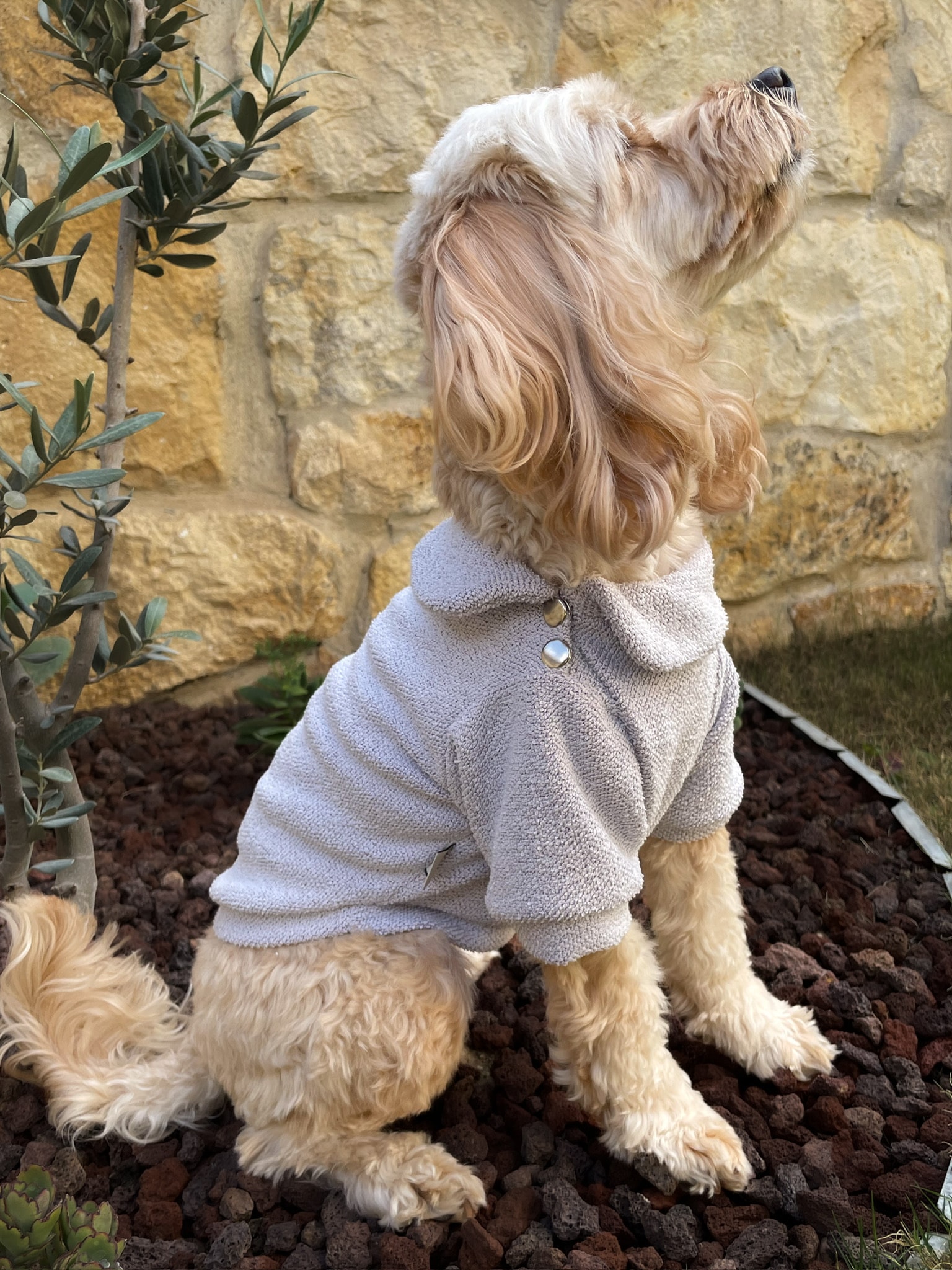 Köpek Sweatshirt