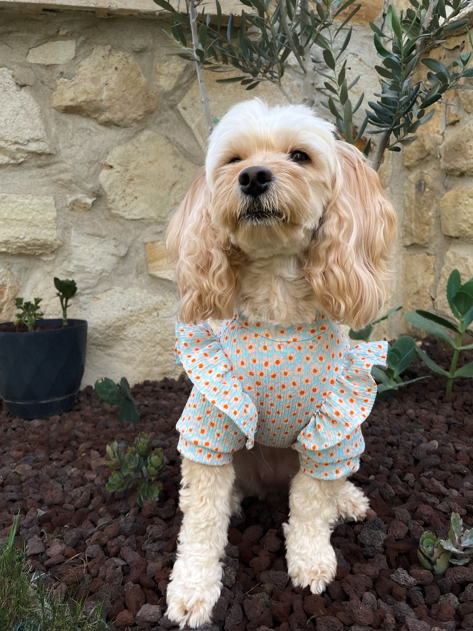 Fırfırlı Köpek Sweatshirt