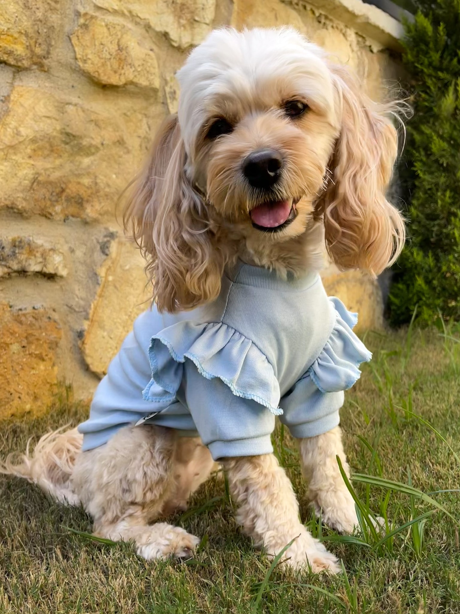 Fırfırlı Köpek Sweatshirt - Mavi