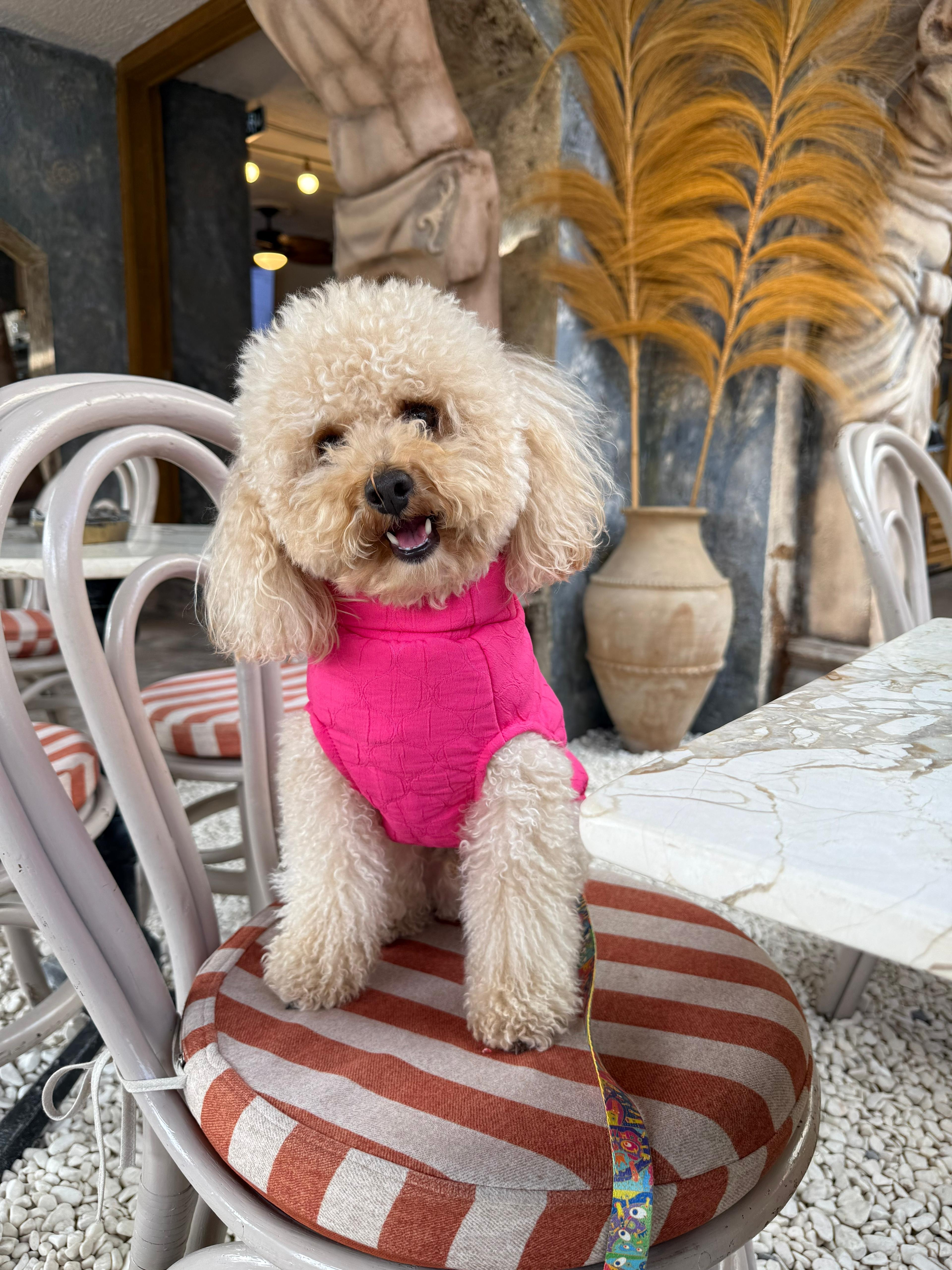 Köpek Süveteri