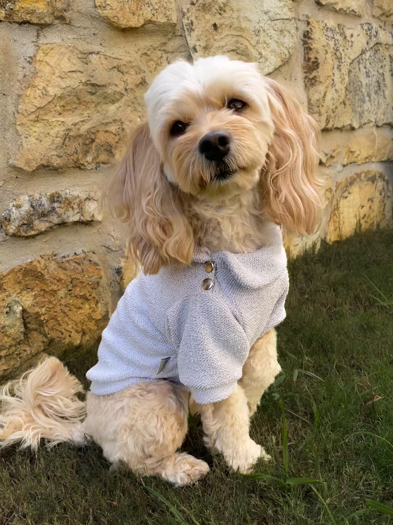 Köpek Sweatshirt - Menekşe