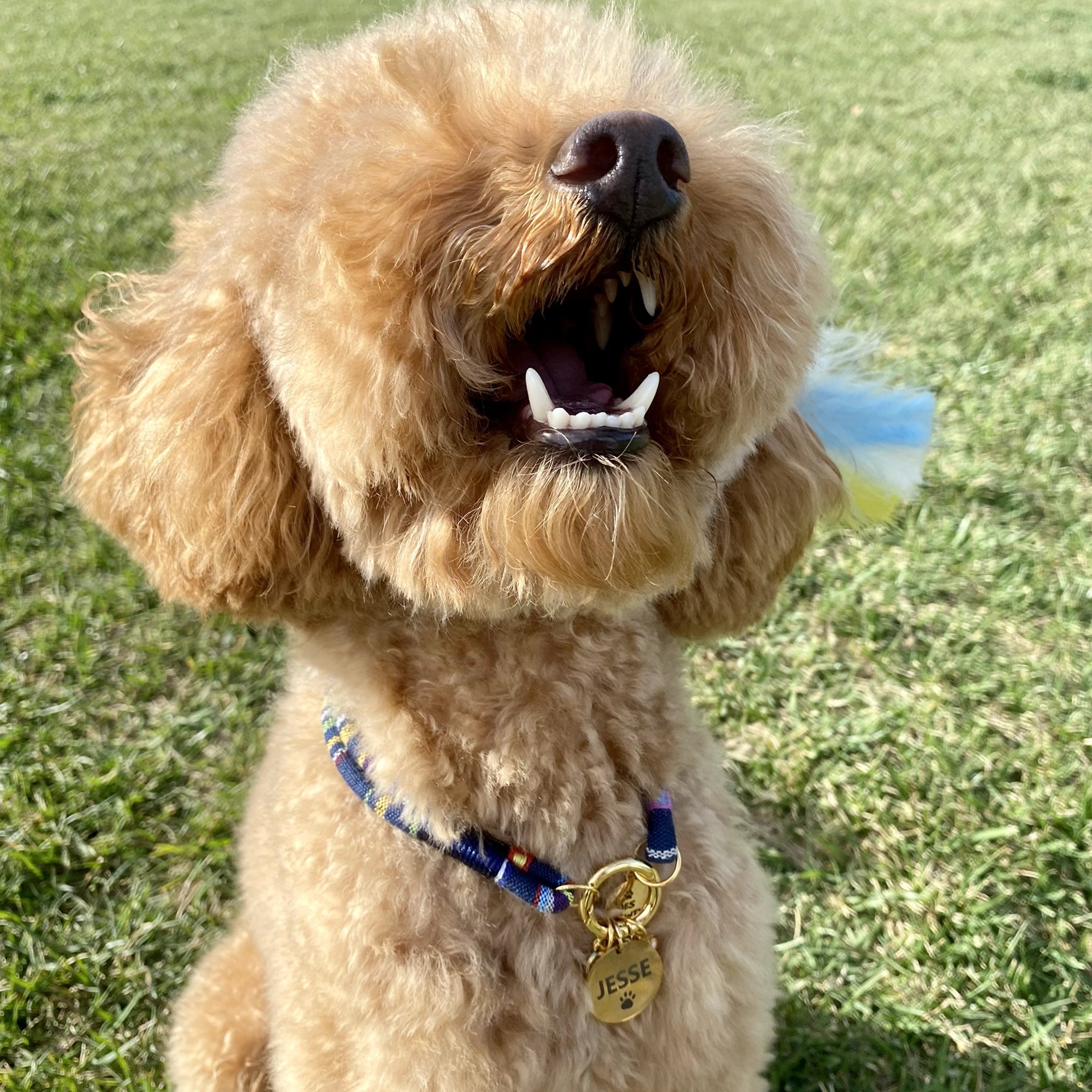 İsimli Çelik Kedi Köpek Künyesi