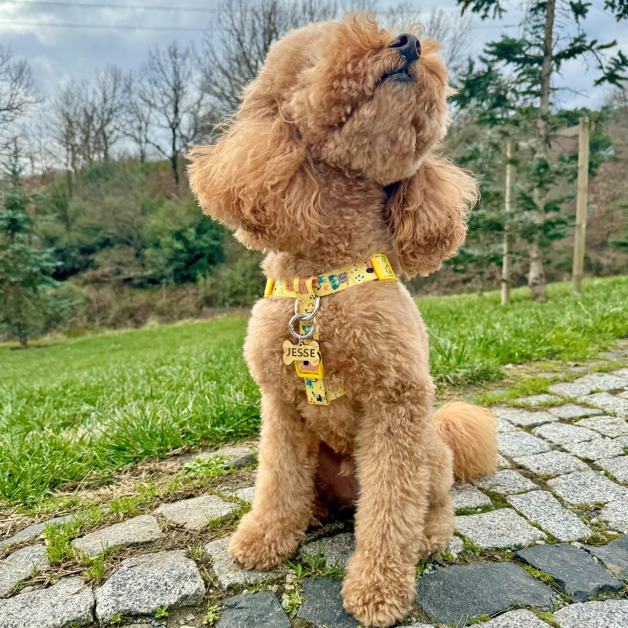 Aynalı Kemik Künye