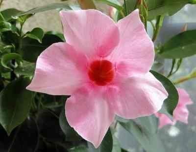 Mandevilla Kolye