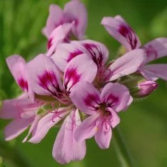 Pelargonium Graveolens namı diğer Itır bitkisinin cildimiz ve saçlarımız için faydaları nelerdir?