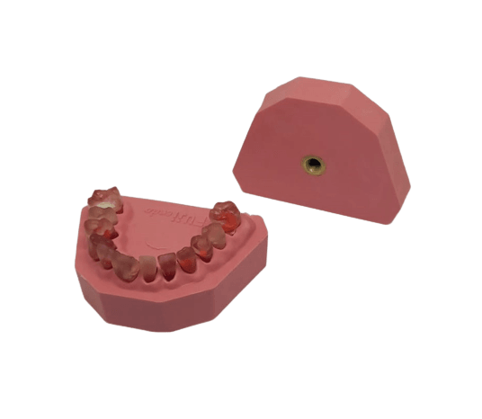 endodontik (kanallı) fantom çene modeli fuji marka