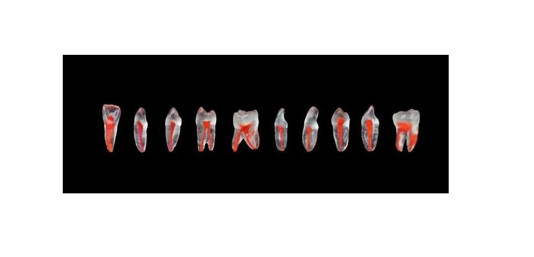 endodontik (kanallı) fantom çene modeli fuji marka