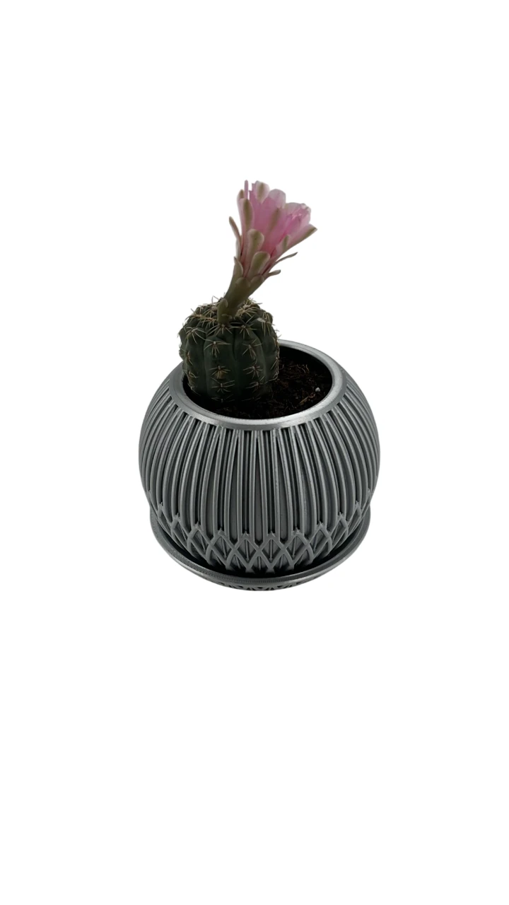 TOMBUL KAKTÜSLÜK RENK 2