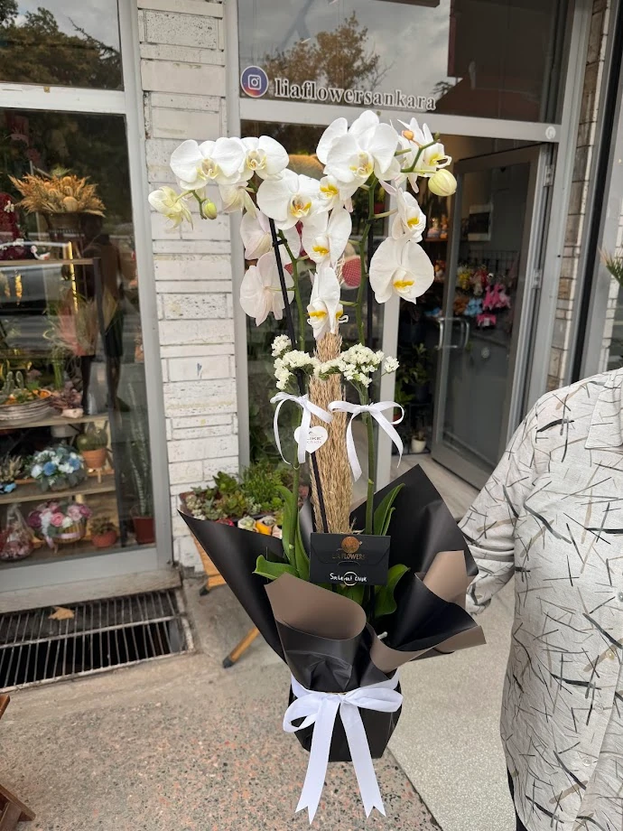 Beyaz Çift Dal Orkide (ithal)