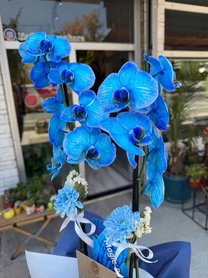 Çift Dal Mavi Orkide