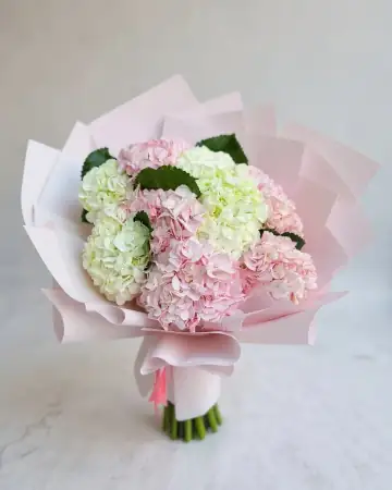 Hydra Bloom Pink