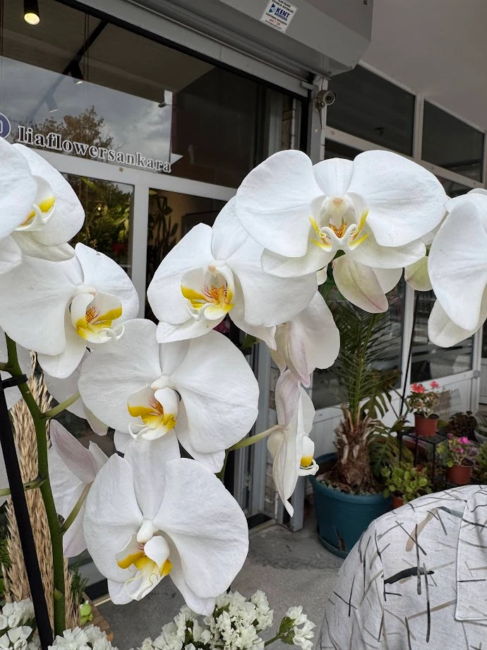 Beyaz Çift Dal Orkide (ithal)
