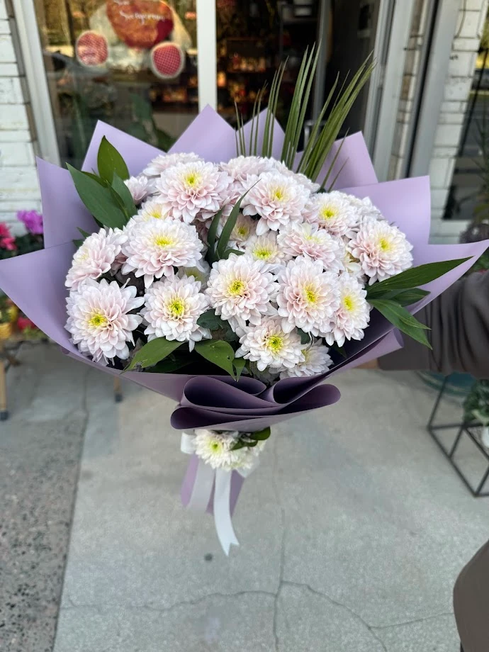 Kasımpatı - Pastela Pink