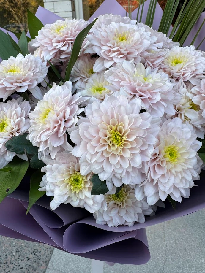 Kasımpatı - Pastela Pink