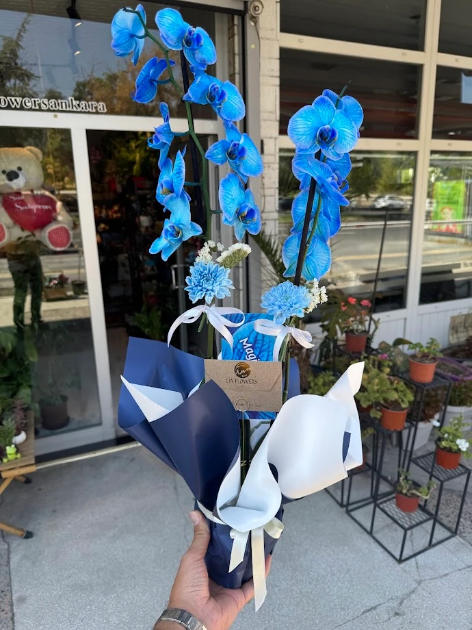 Çift Dal Mavi Orkide