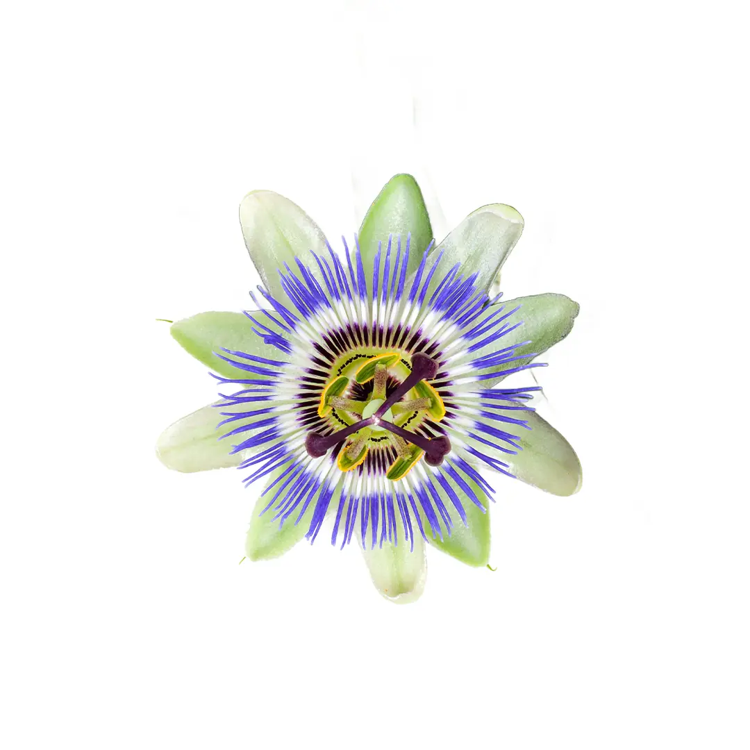 Passiflora