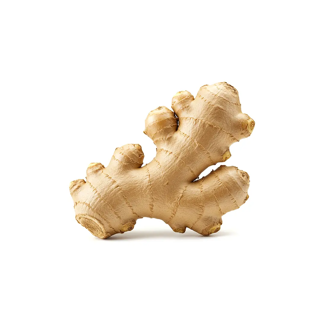 Zencefil Rizom Ekstraktı