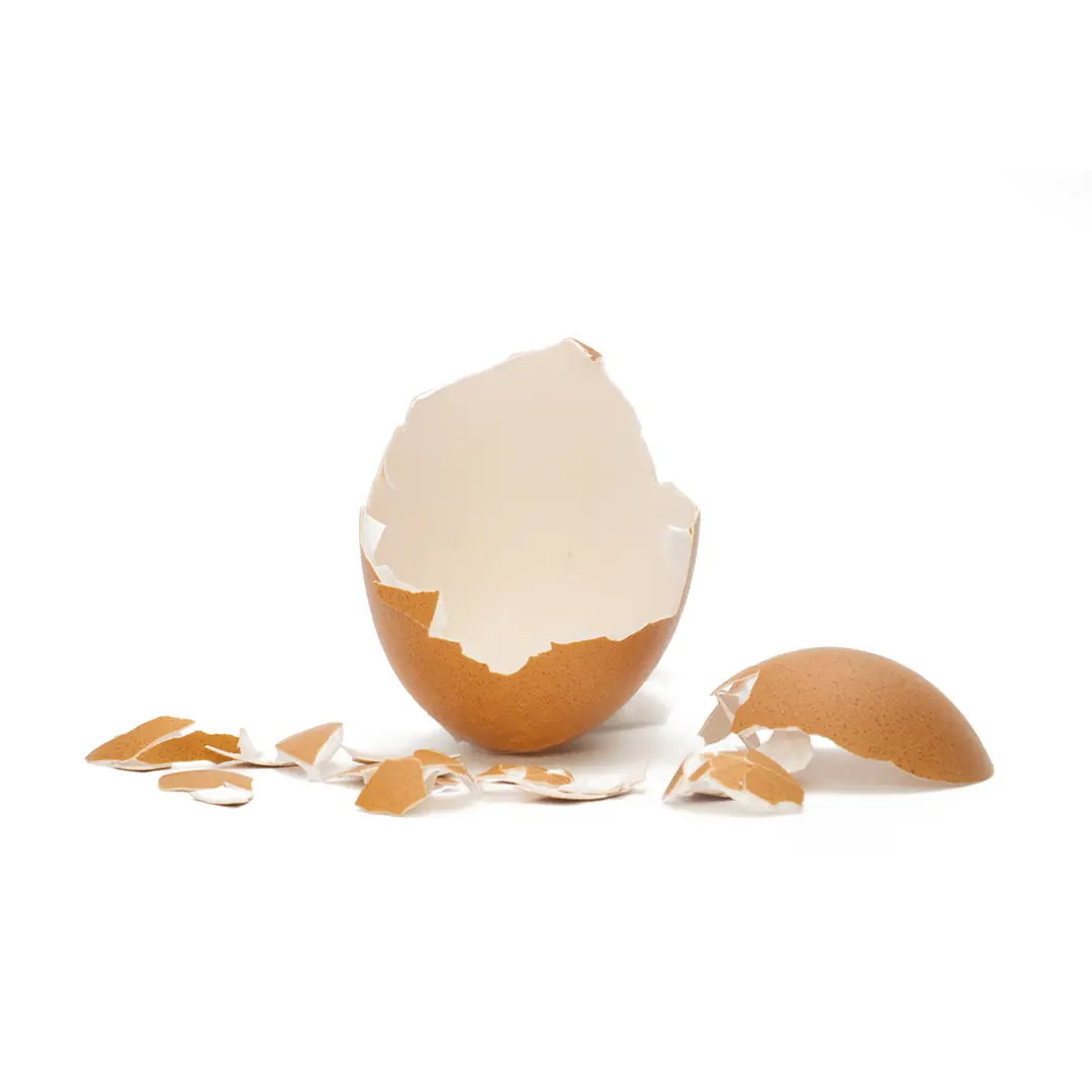 Yumurta Kabuğu Zarı