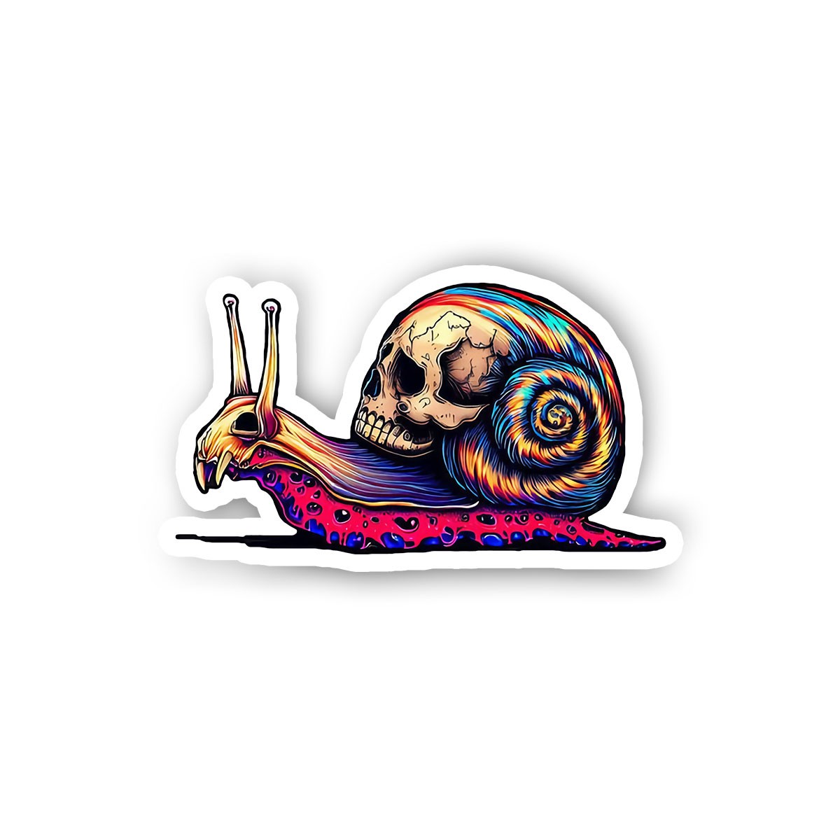 Snail Skeleton