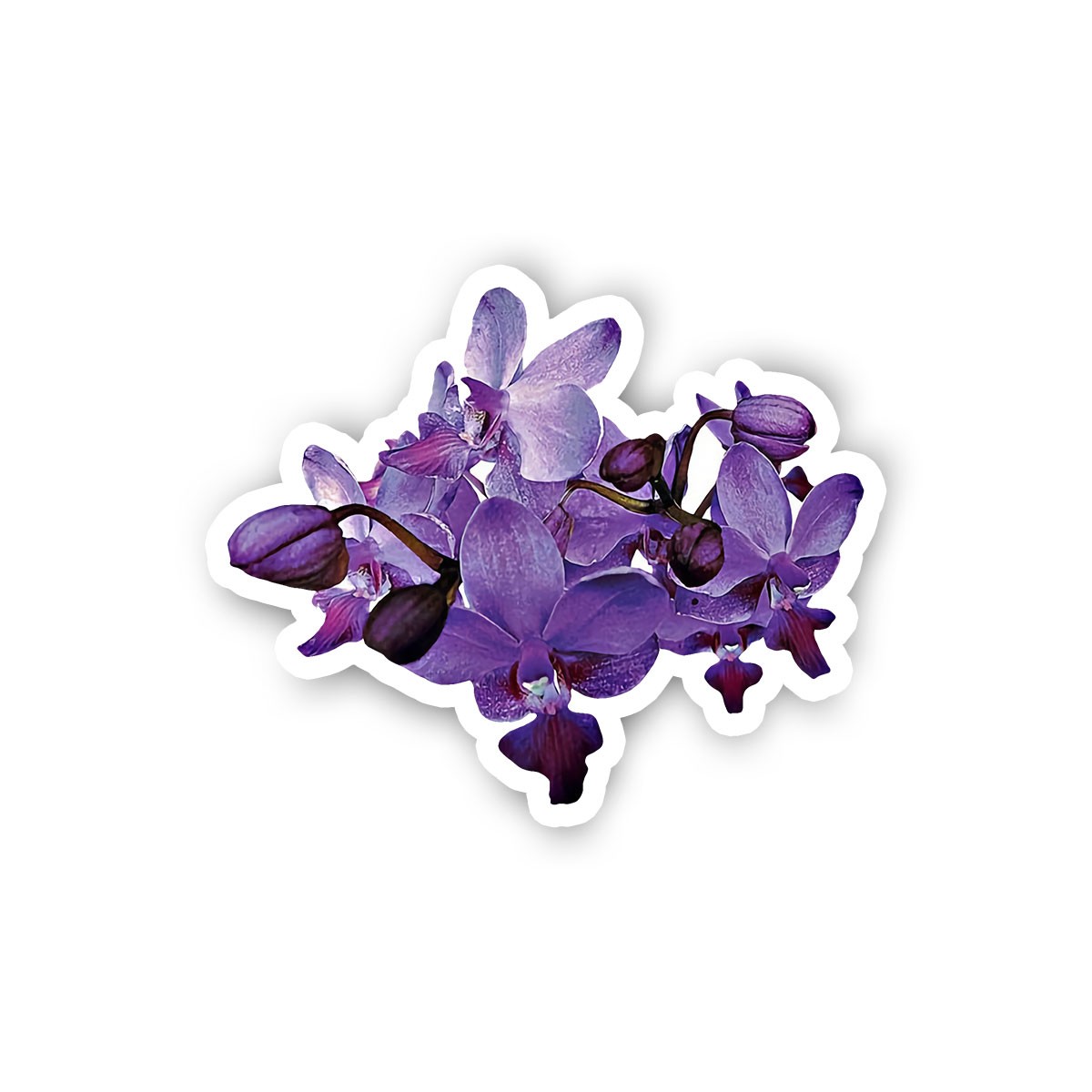 Orchids