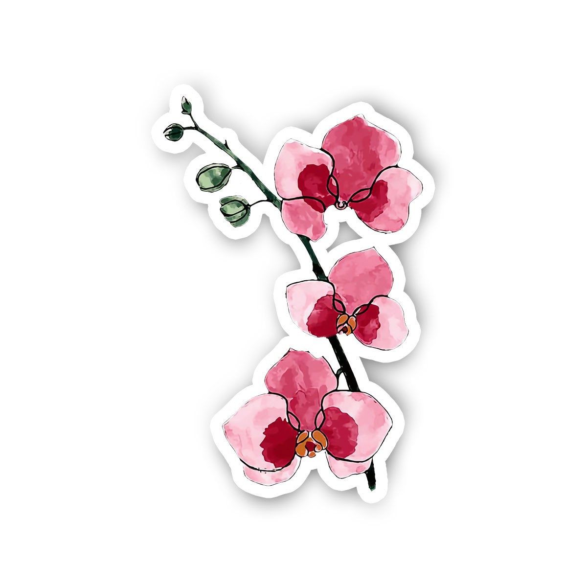 Orchid
