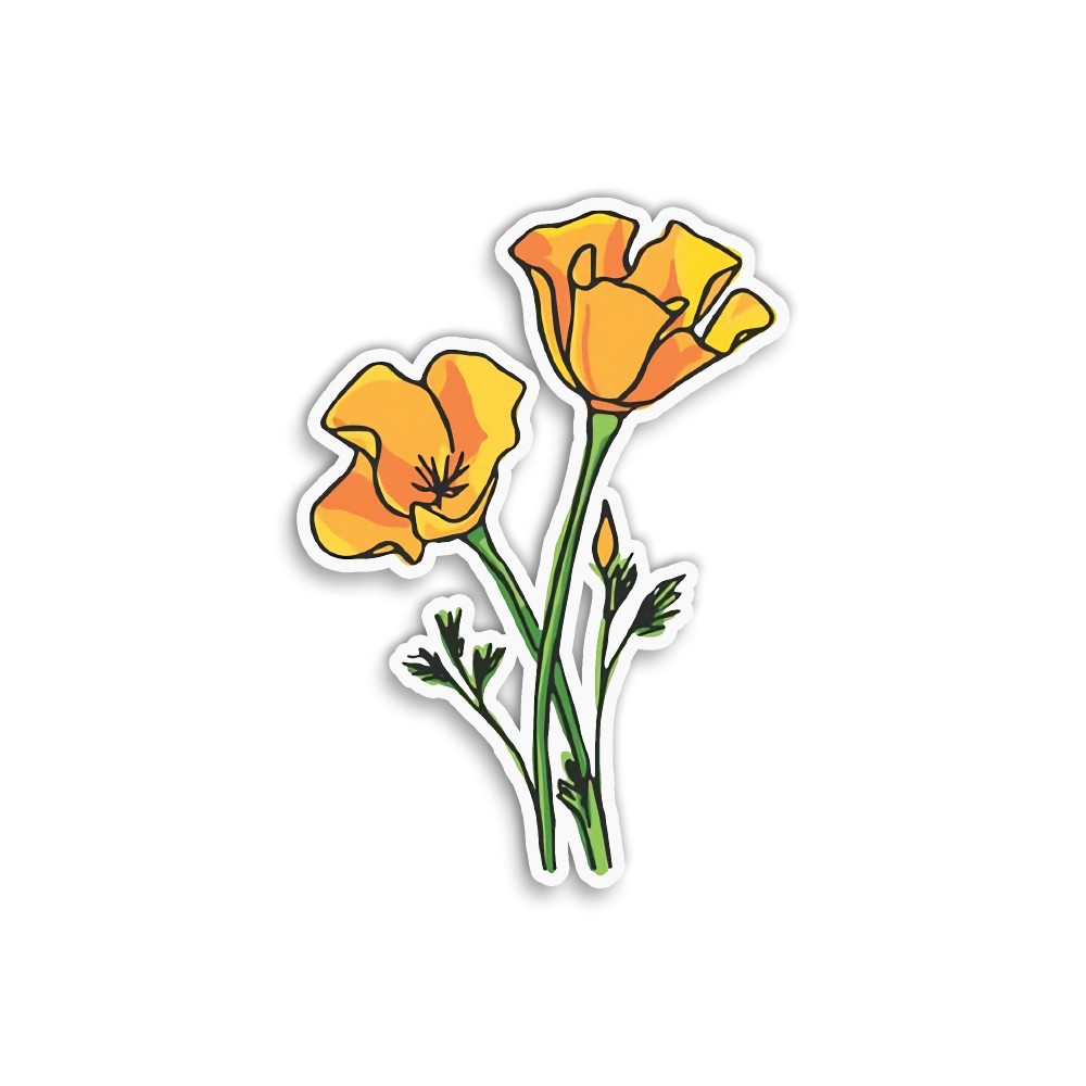Lilium